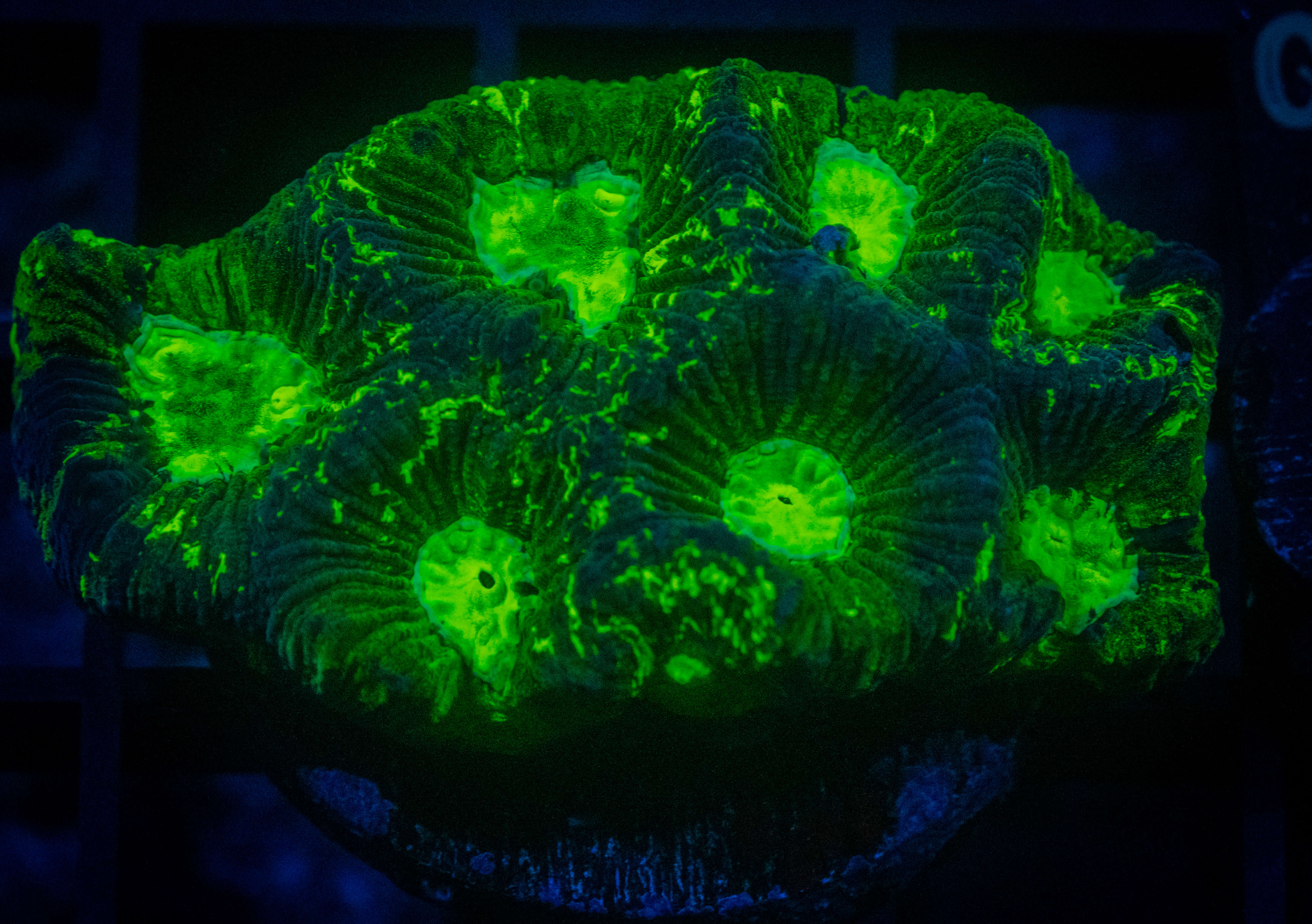 RVL Toxic Oil Spill coral image from ReefRivals, listed as Favia sp. and Favias