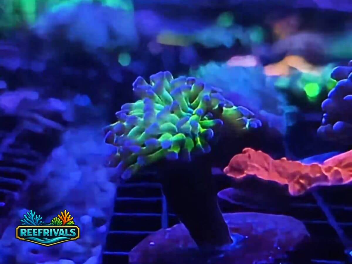 ARC Neon Frammer WYSIWYG coral image | ReefRivals ARC Neon Frammer coral image from ReefRivals, listed as Fimbriaphyllia ancora and Hammers