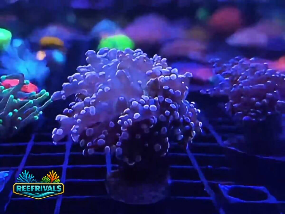 RVL Black N' Pink Octo WYSIWYG coral image | ReefRivals RVL Black N' Pink Octo coral image from ReefRivals, listed as Fimbriaphyllia paraancora and LPS Branching