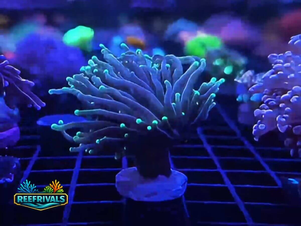 RVL Dragon Soul Torch WYSIWYG coral image | ReefRivals RVL Dragon Soul Torch coral image from ReefRivals, listed as Euphyllia glabrescens and Torches