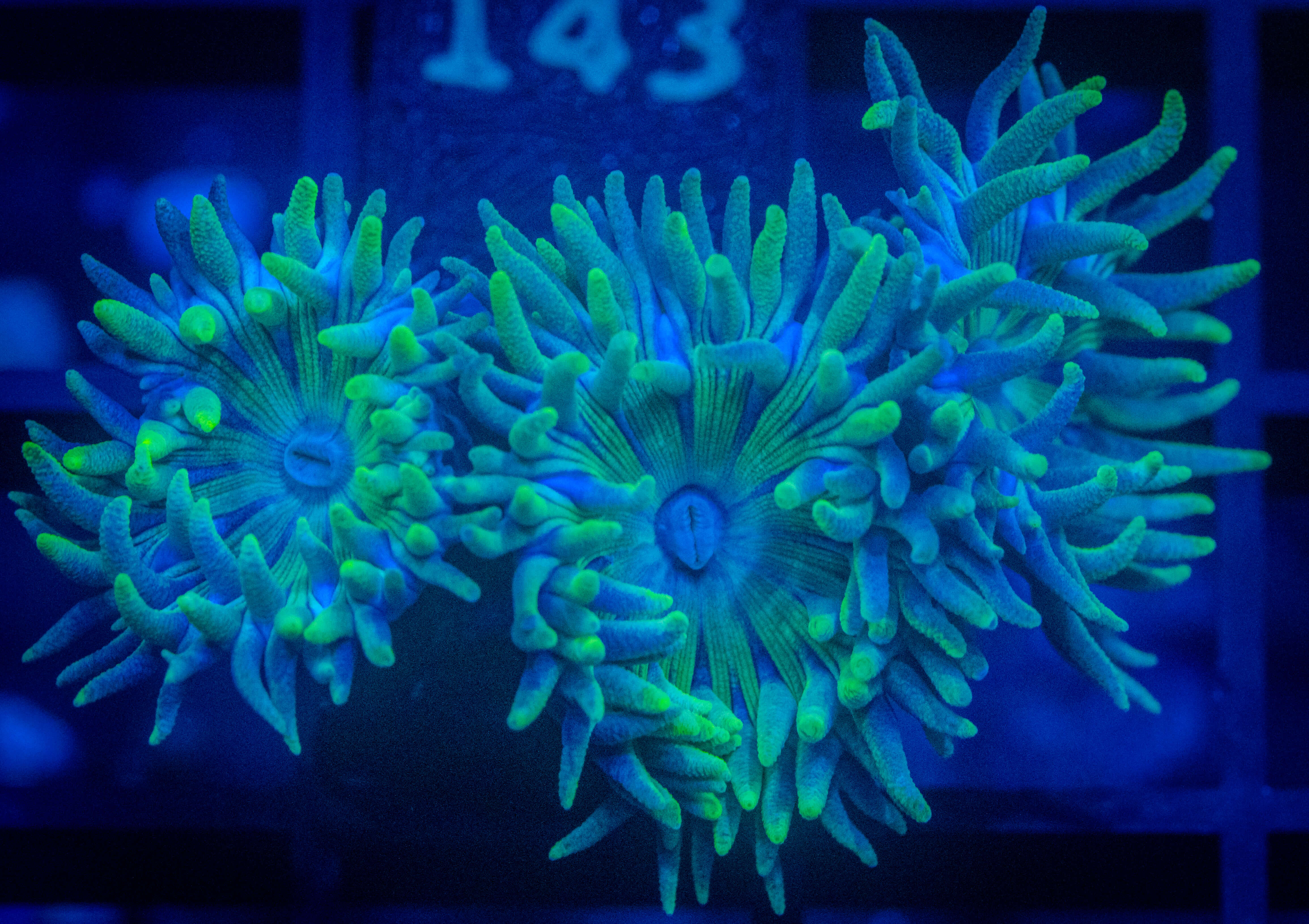 RVL Spirit Keeper Duncan coral image from ReefRivals, listed as Duncanopsammia axifuga and Duncans