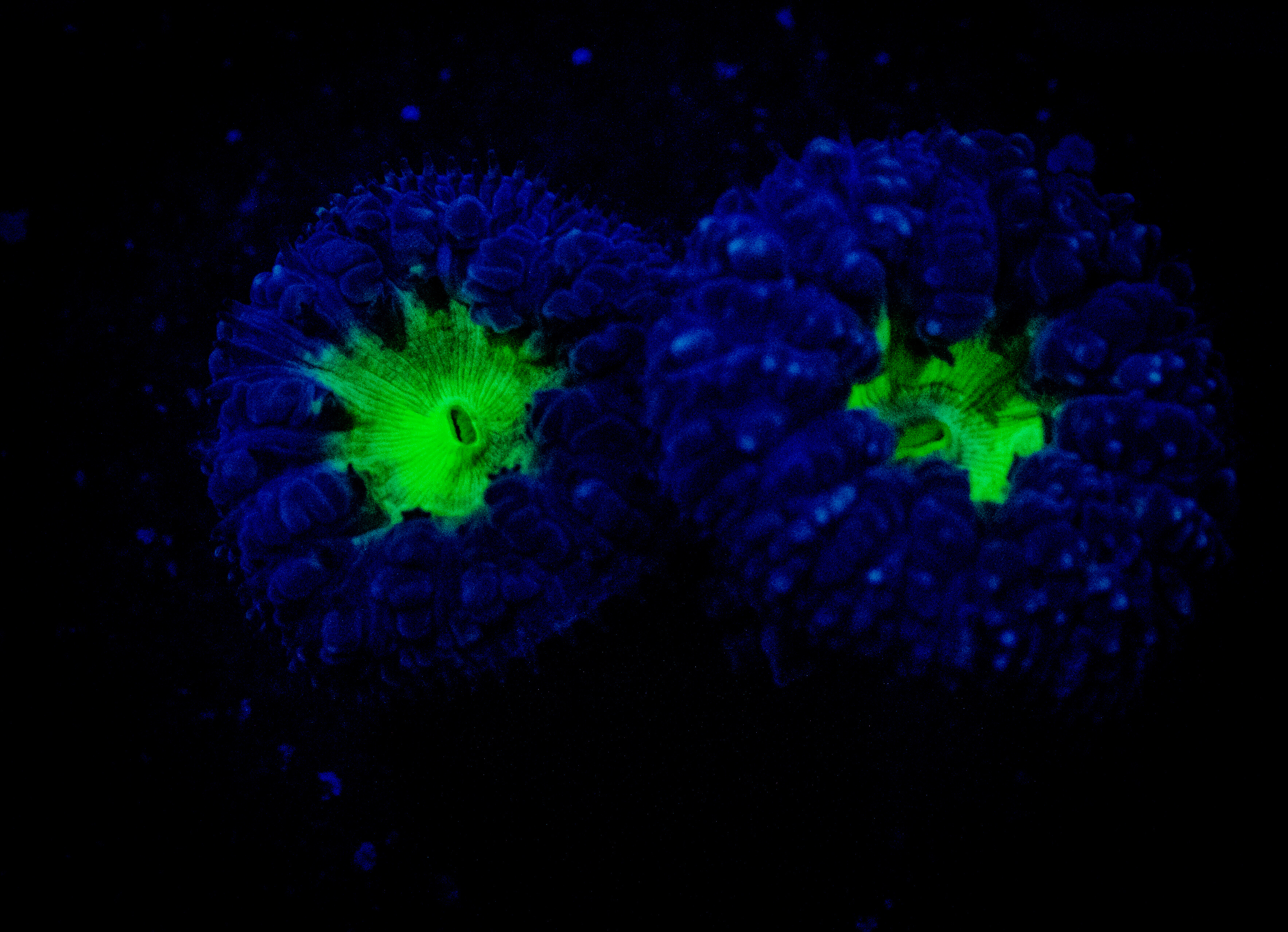 TSA Suckerberry Blasto coral image from ReefRivals, listed as Blastomussa sp. and LPS Fleshy
