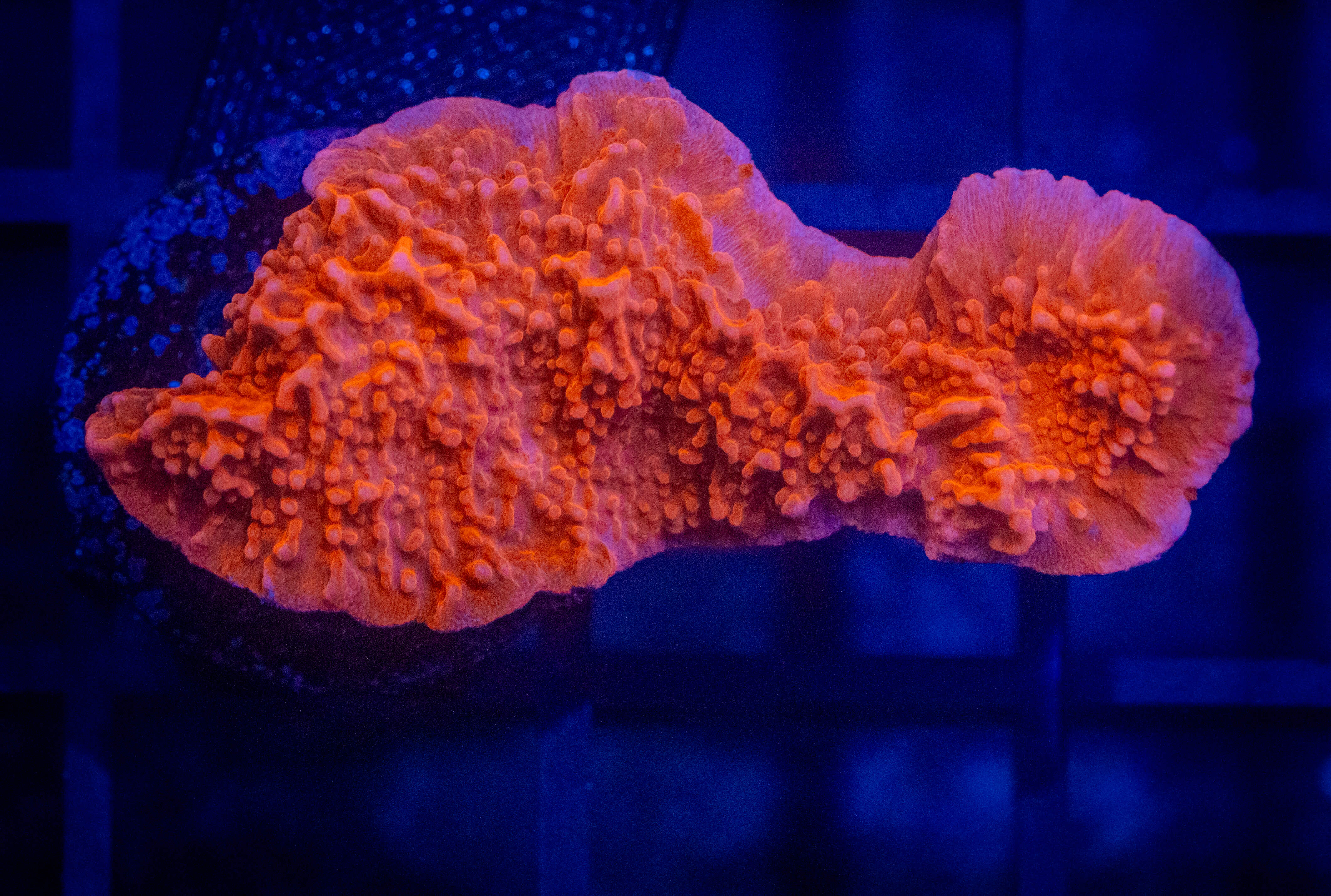 TSA Setosa Red Monti coral image from ReefRivals, listed as Montipora sp. and Montis
