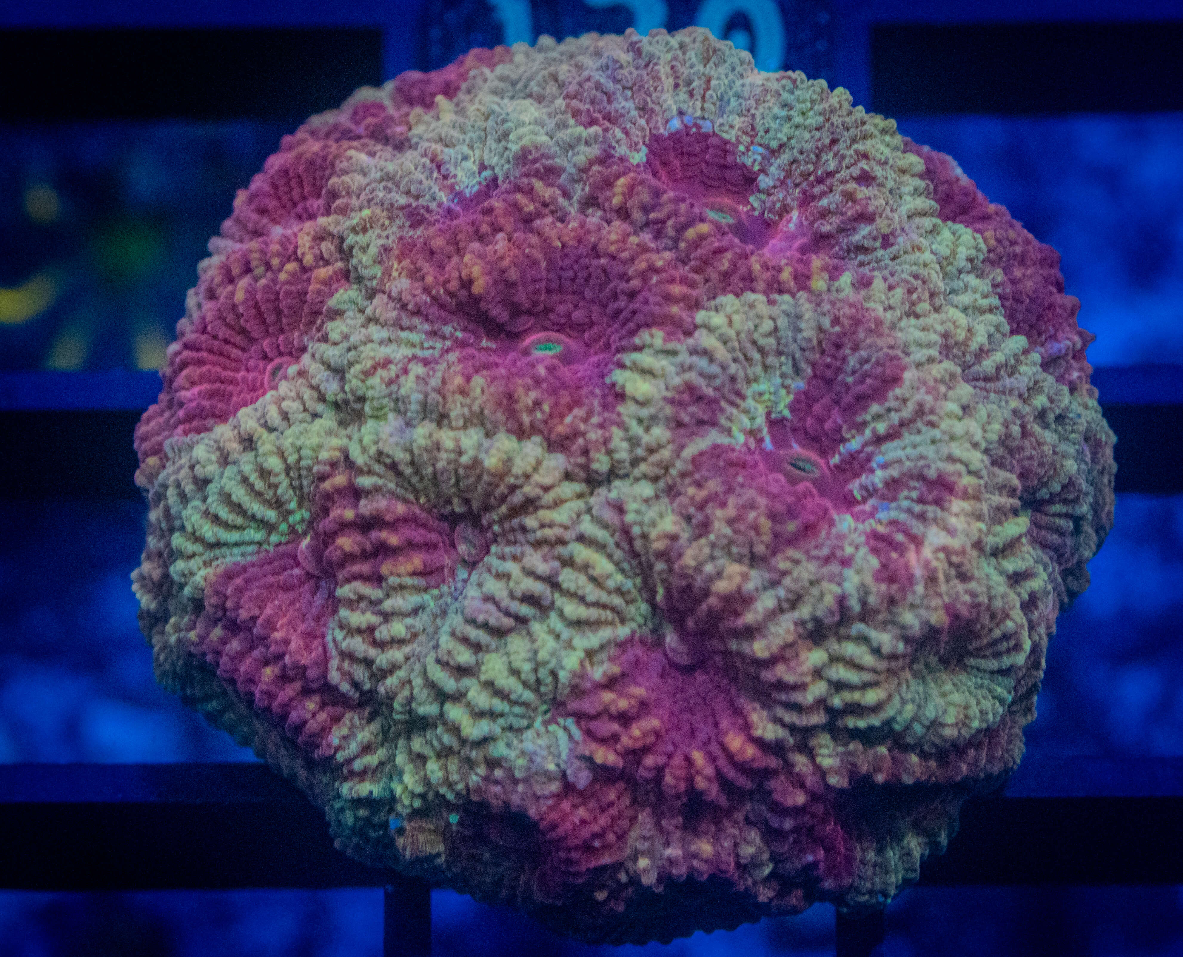 CA Royal Blood Favia WYSIWYG coral image | ReefRivals CA Royal Blood Favia coral image from ReefRivals, listed as Favia sp. and Favias
