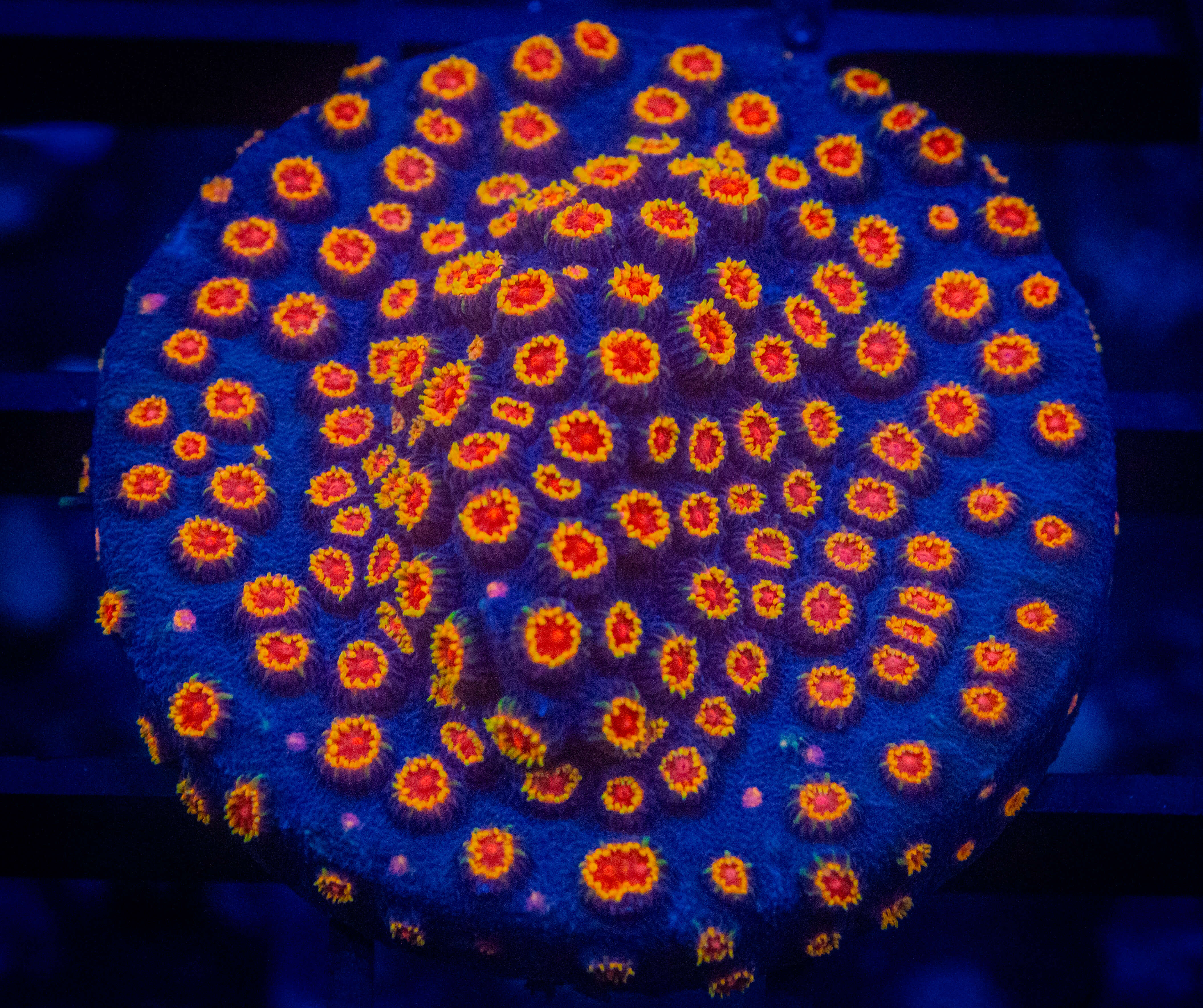 WWC Bizzarro coral image from ReefRivals, listed as Cyphastrea sp. and Encrusting