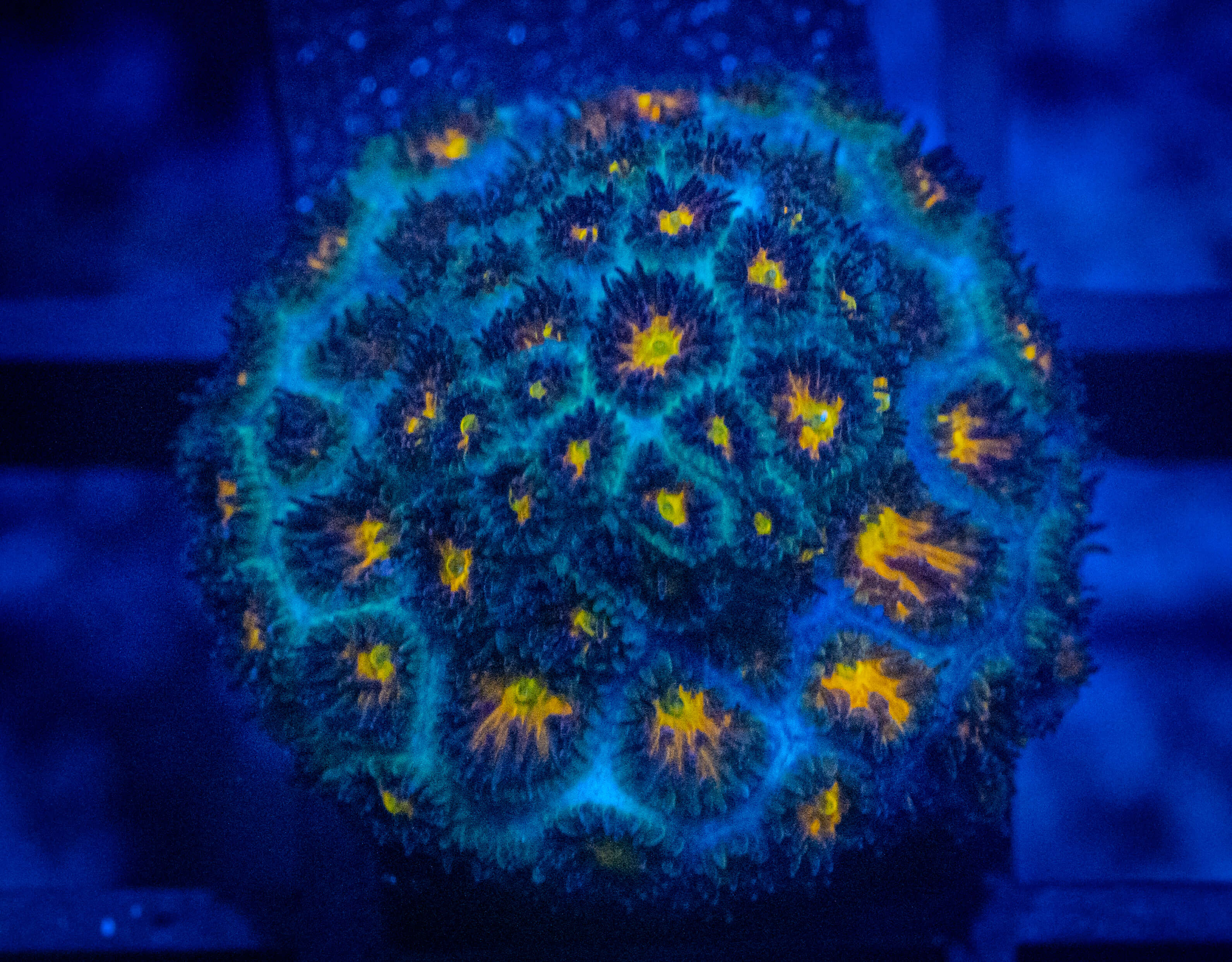 RVL Hurricane Leptastrea coral image from ReefRivals, listed as Leptastrea sp. and Encrusting