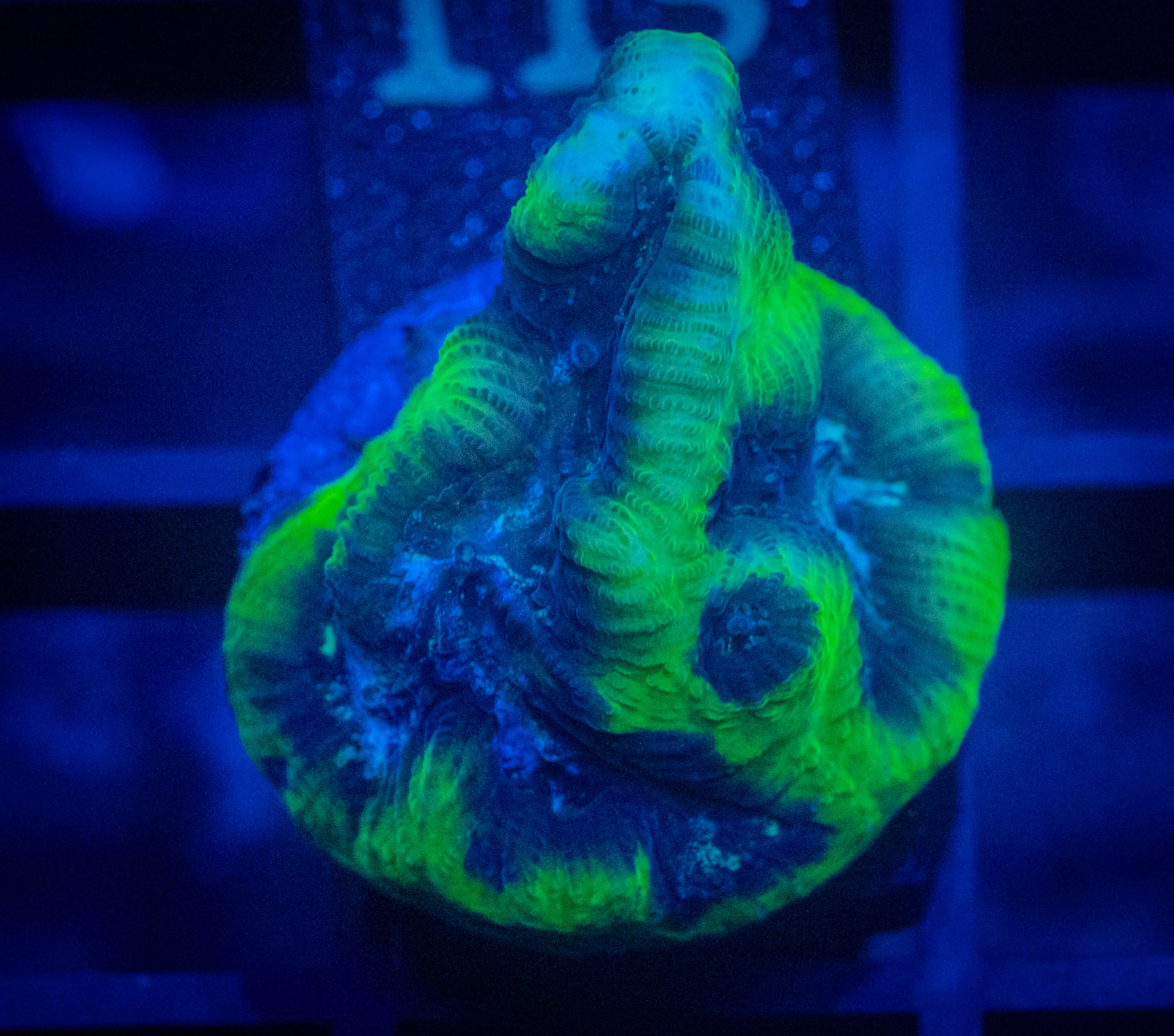 RVL Freaky Favia coral image from ReefRivals, listed as Favia sp. and Favias