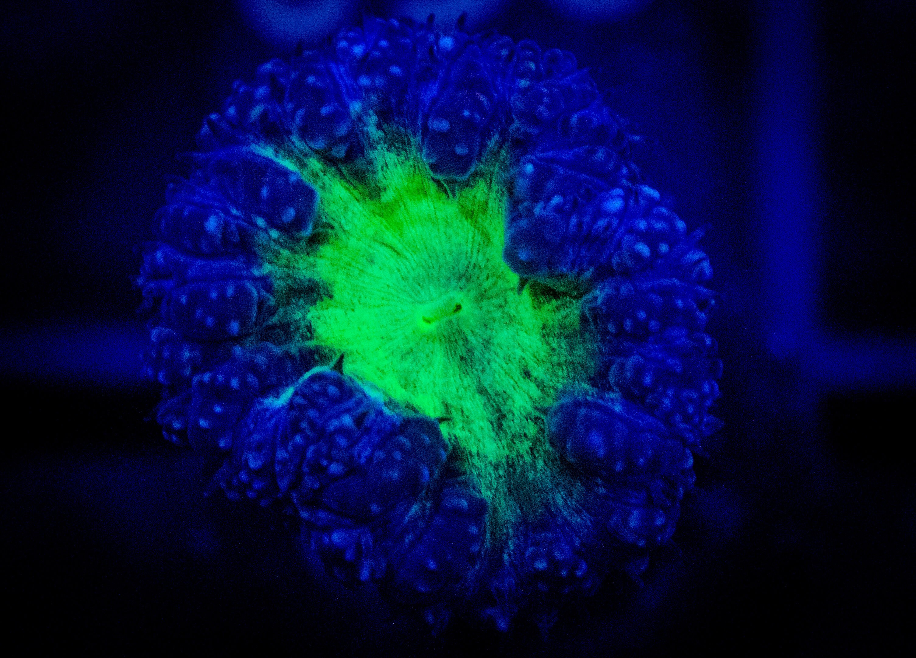PVL Midnight Blasto coral image from ReefRivals, listed as Blastomussa sp. and LPS Fleshy