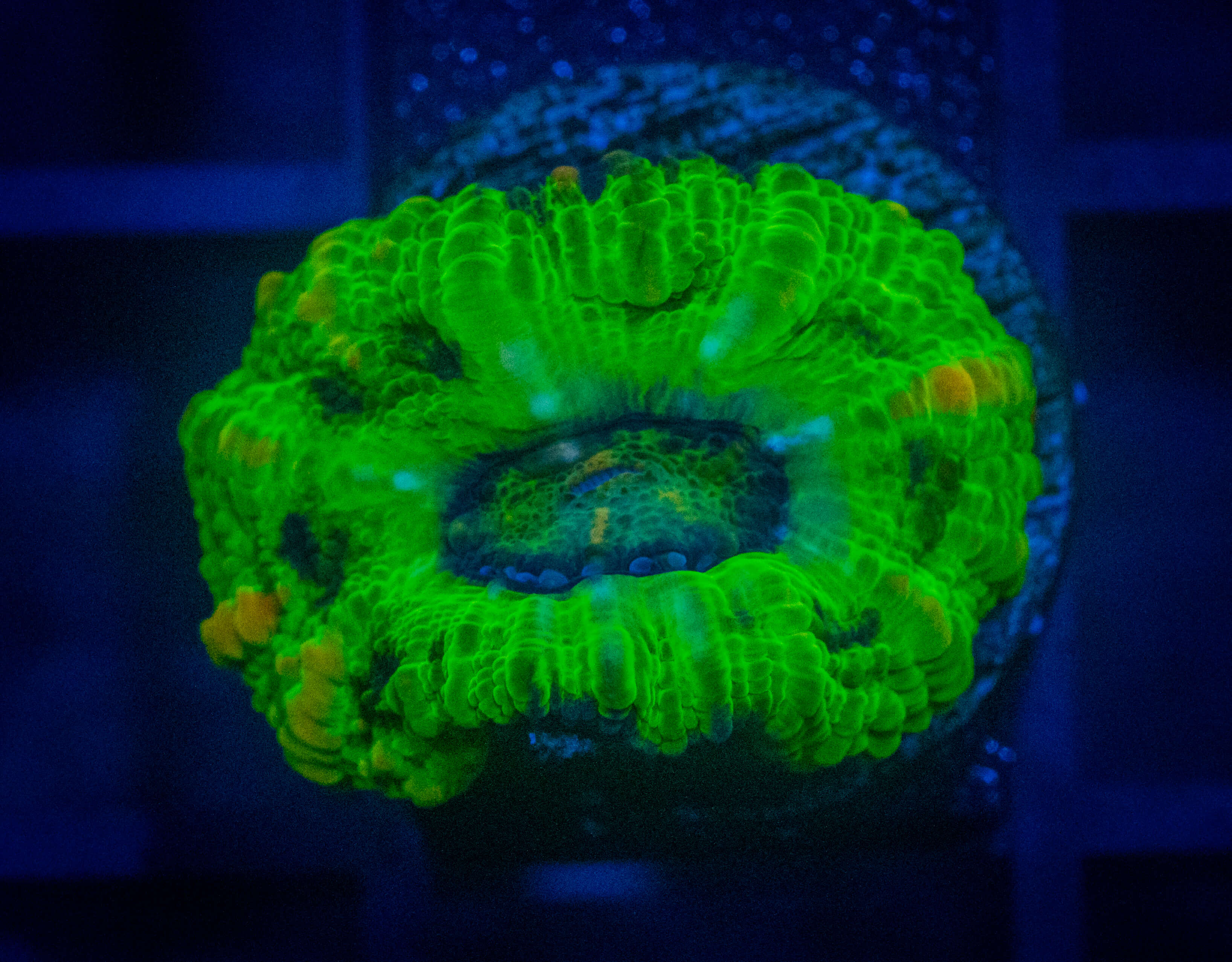 RVL Astro Turf Button Scoly WYSIWYG coral image | ReefRivals RVL Astro Turf Button Scoly coral image from ReefRivals, listed as Homophyllia sp. and LPS Fleshy