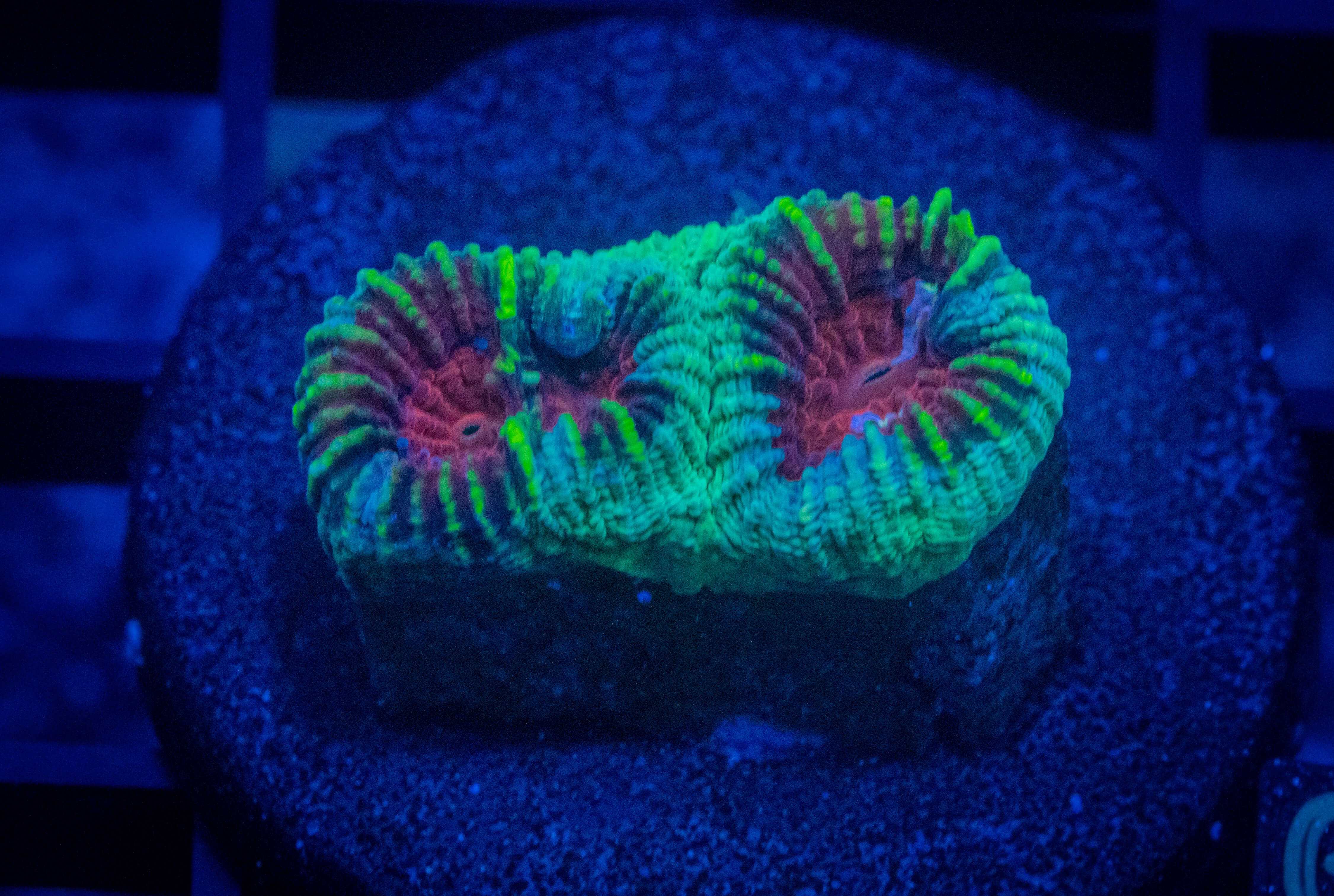 RVL Christmas Favia coral image from ReefRivals, listed as Favia sp. and Favias