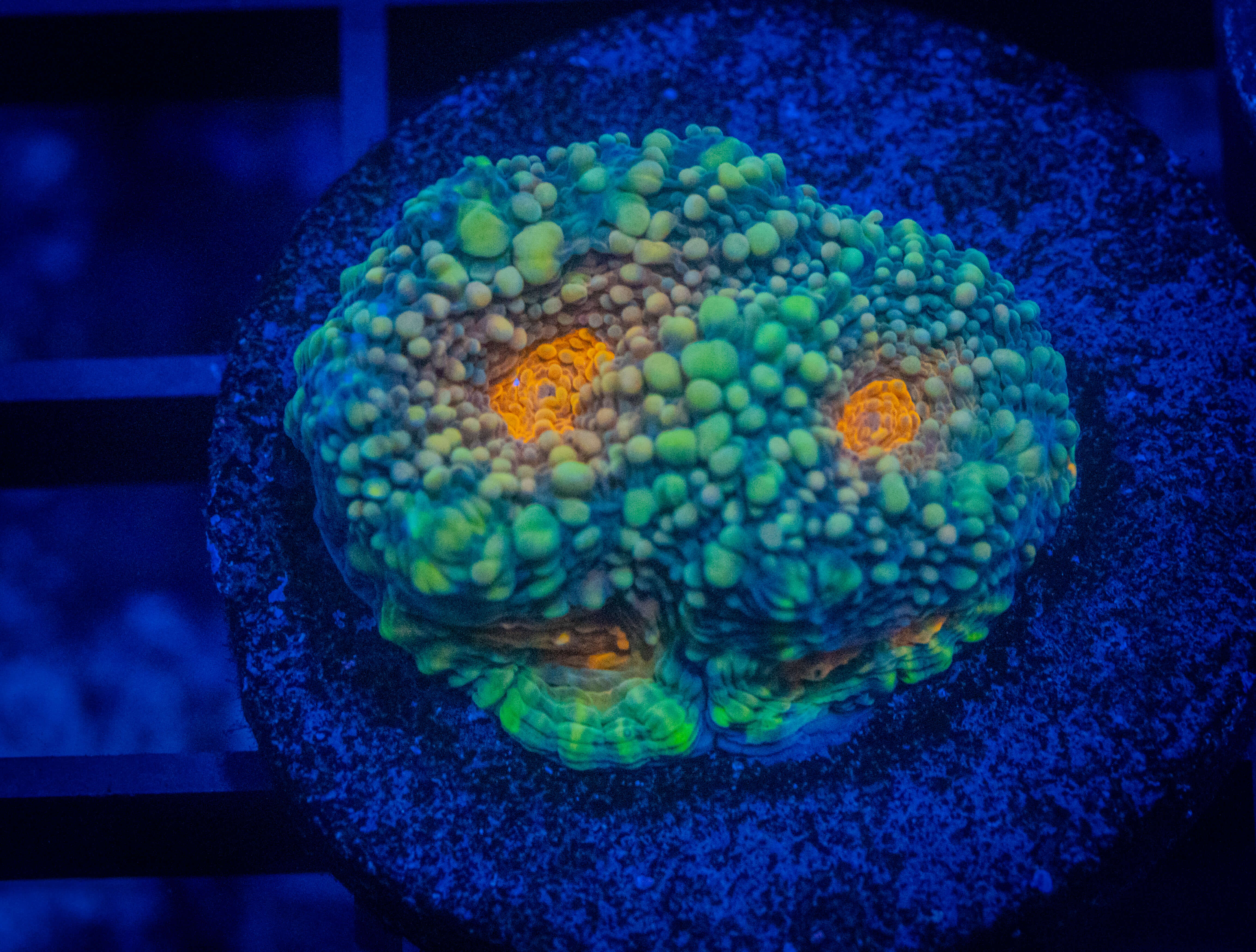 RVL Flinstone Acan coral image from ReefRivals, listed as Micromussa sp. and Acans