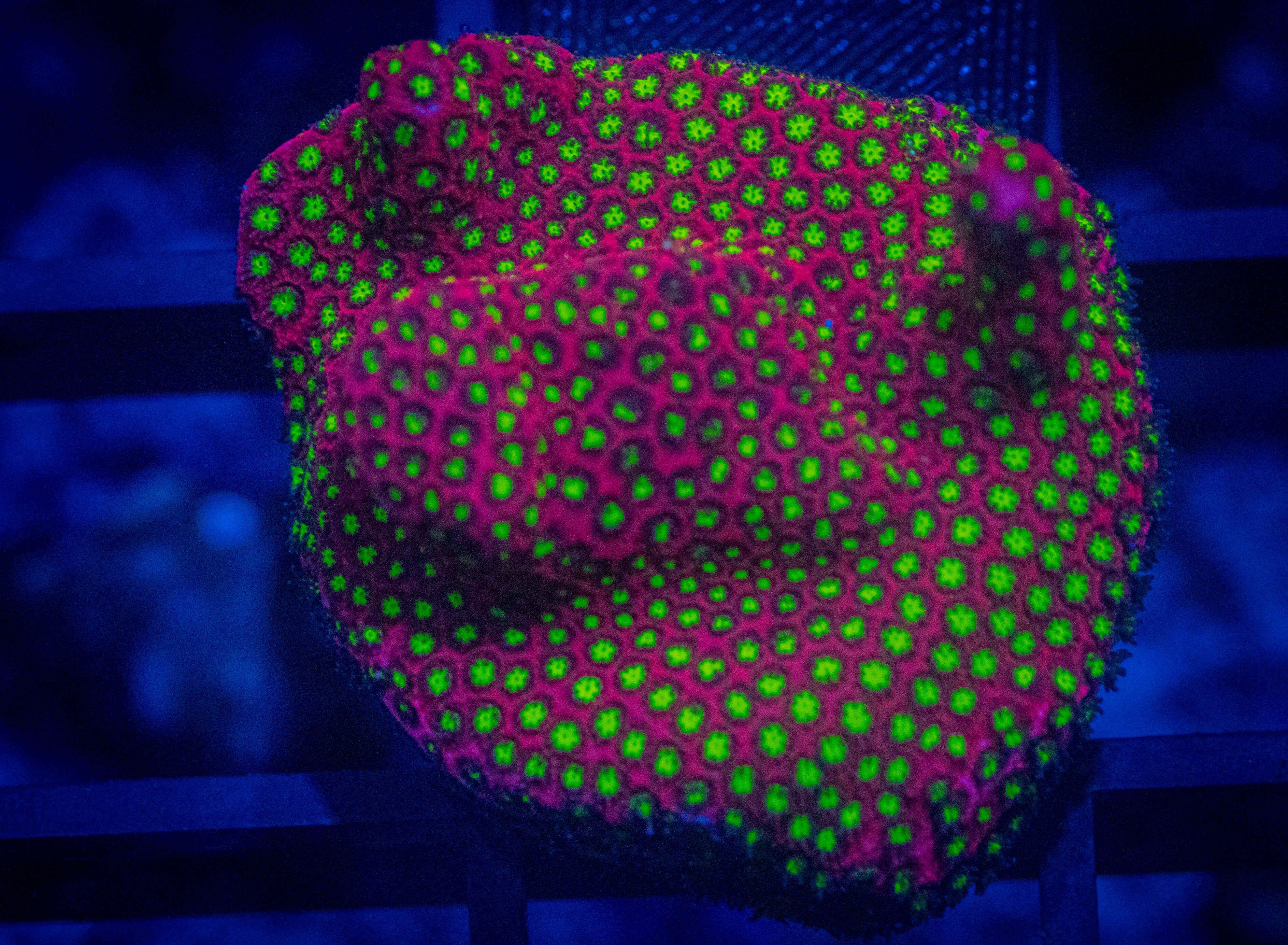 ECC Electric Daisy Stylo coral image from ReefRivals, listed as Stylocoeniella spp. and Encrusting