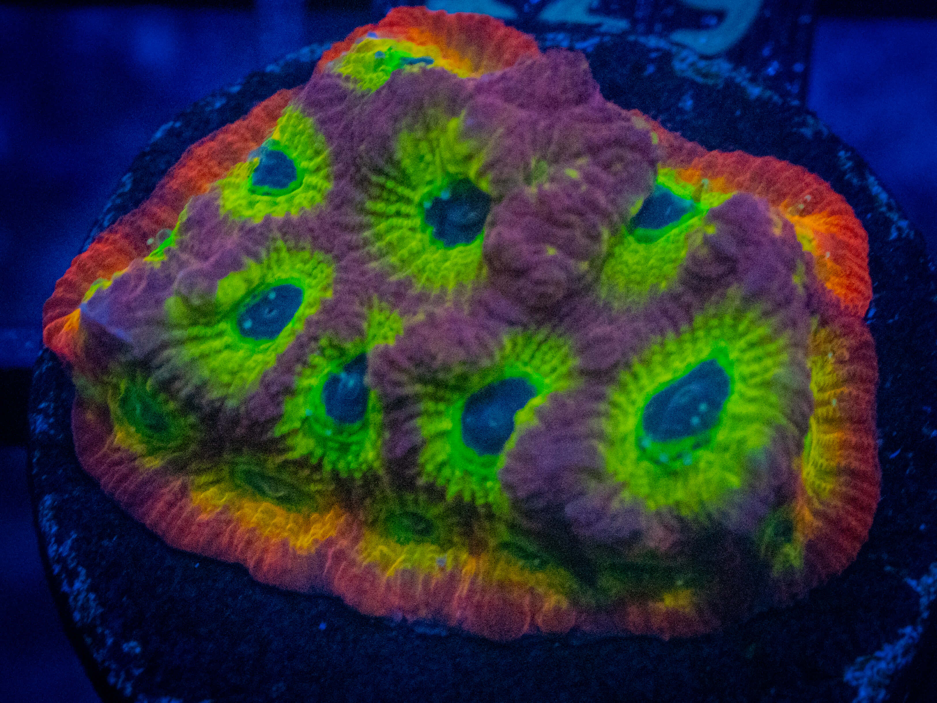 RVL Spicy Lemon Favia coral image from ReefRivals, listed as Favia sp. and Favias