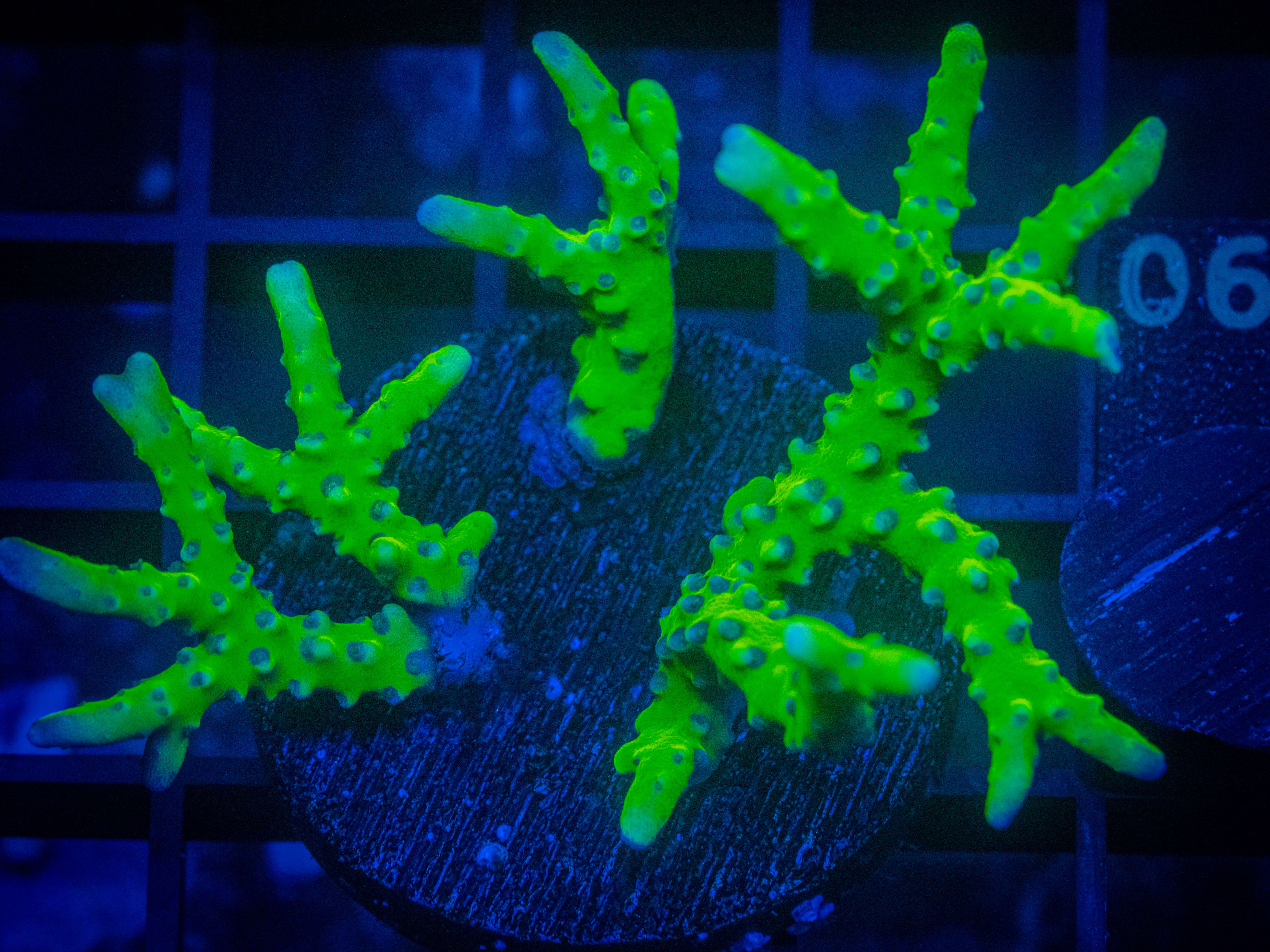 RVL Green Meanie Anacropora coral image from ReefRivals, listed as Anacropora sp. and SPS Branching