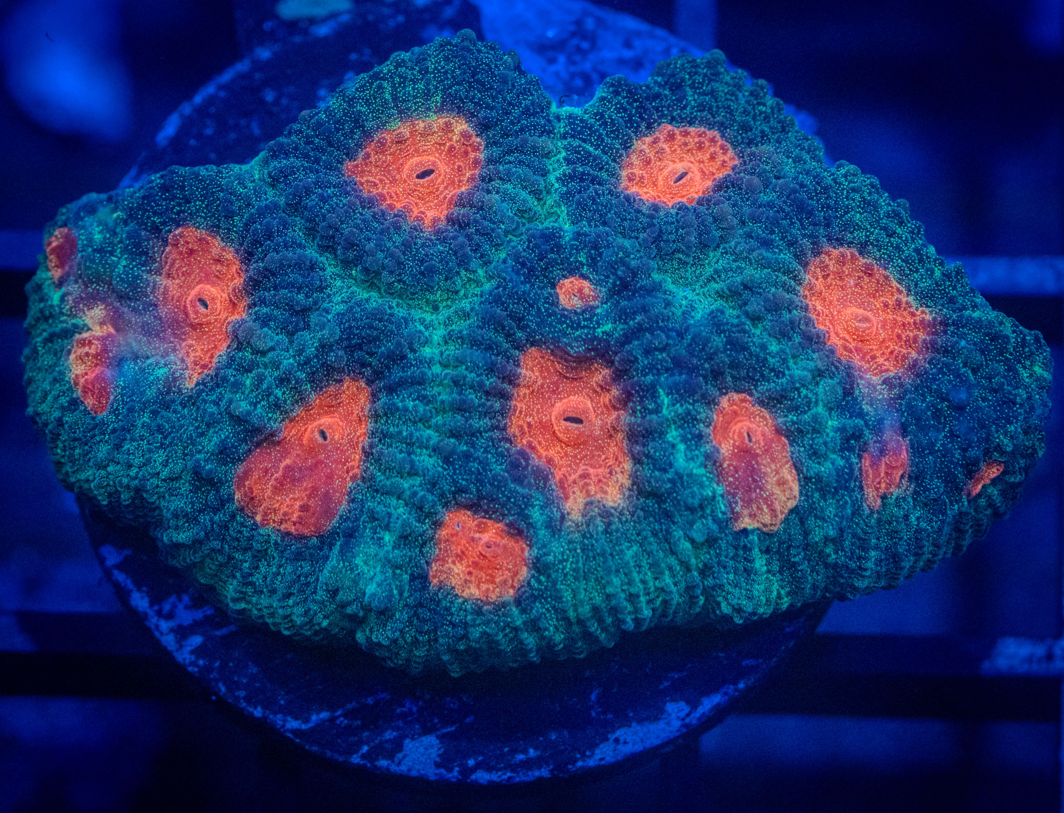 ECC Mango Tango Favia coral image from ReefRivals, listed as Favia sp. and Favias
