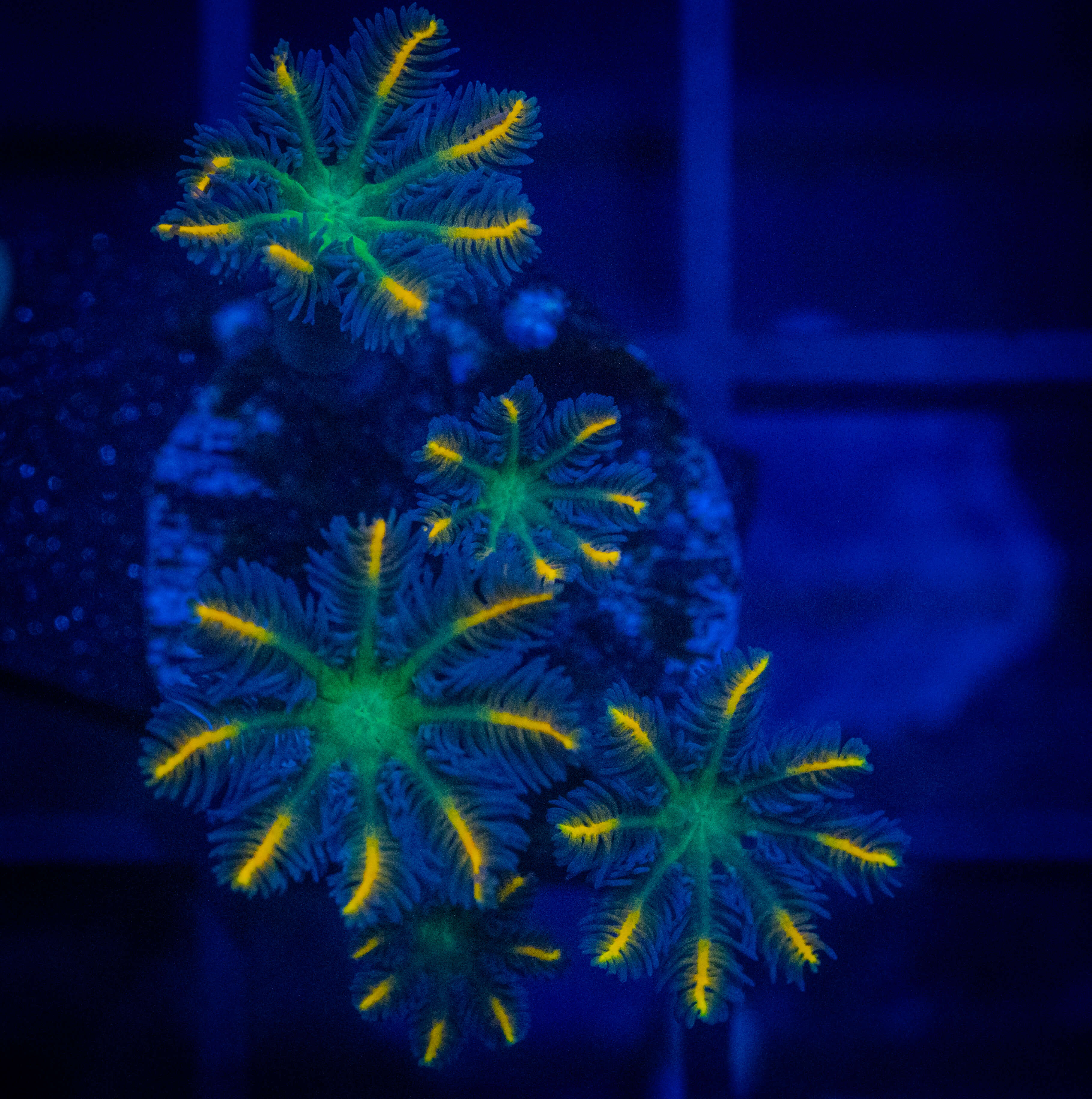 WWC Florida Squeeze Clove Polyp coral image from ReefRivals, listed as Clavularia sp. and Soft Coral