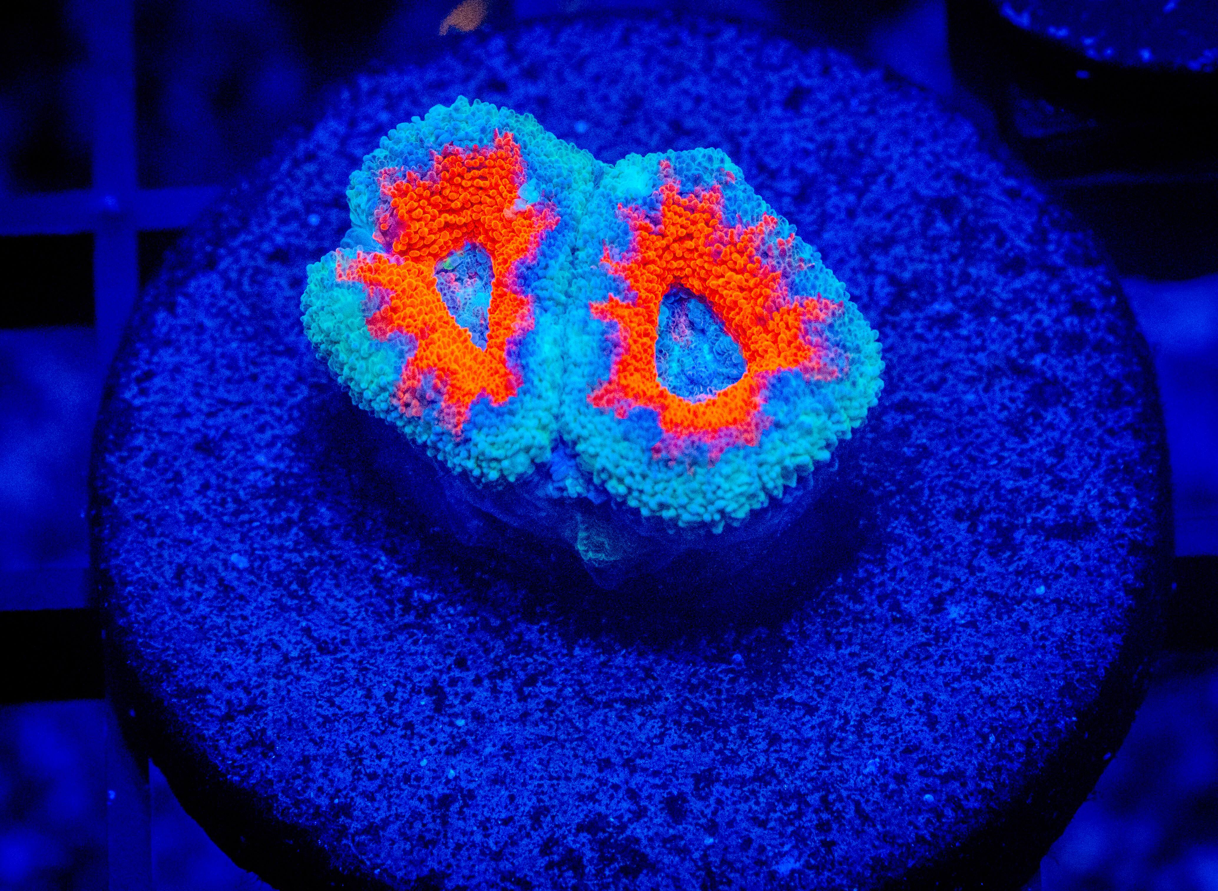 RVL Ice Blue Acan Lord coral image from ReefRivals, listed as Micromussa sp. and Acans