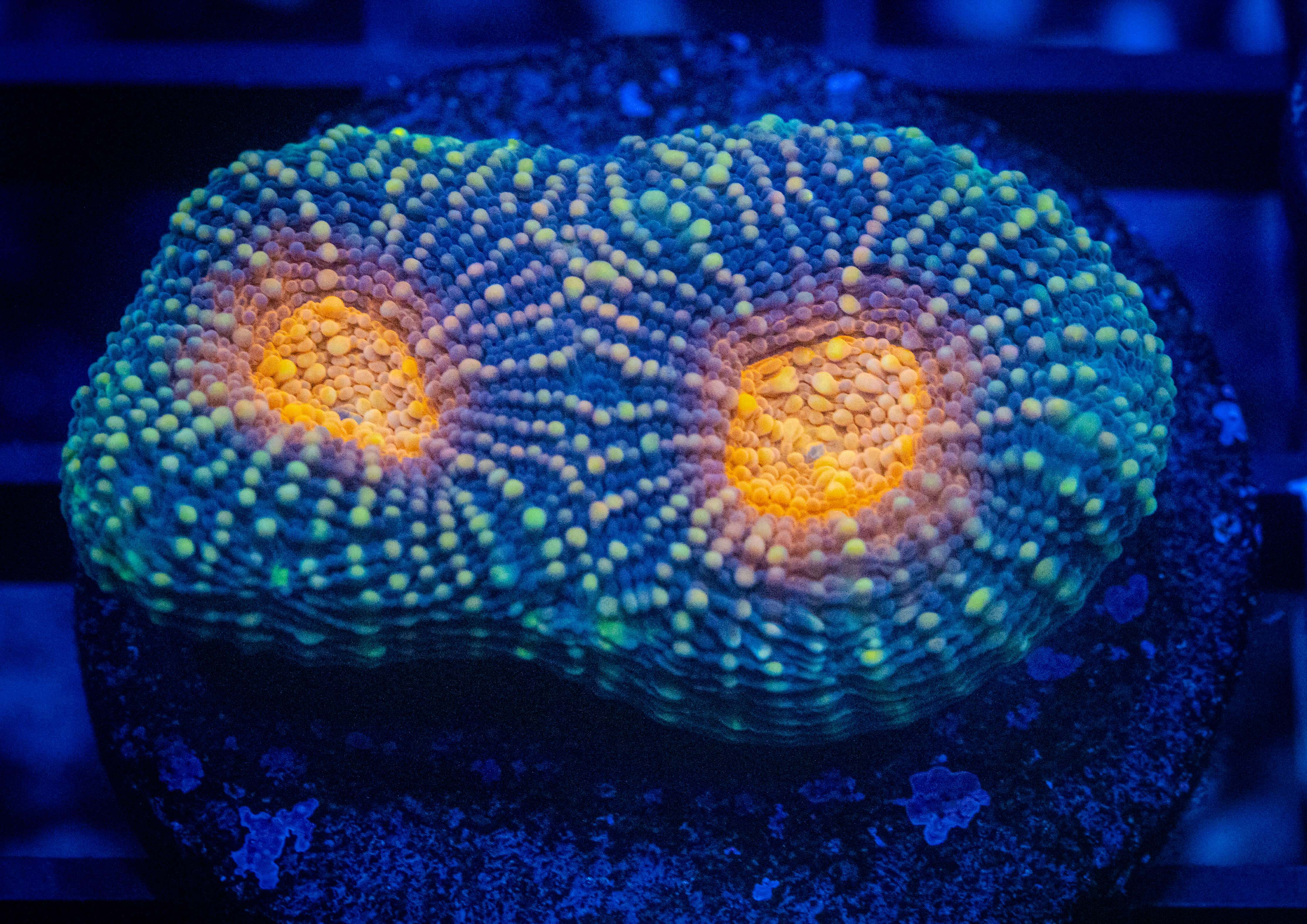 RVL Glitterball Acan coral image from ReefRivals, listed as Micromussa sp. and Acans