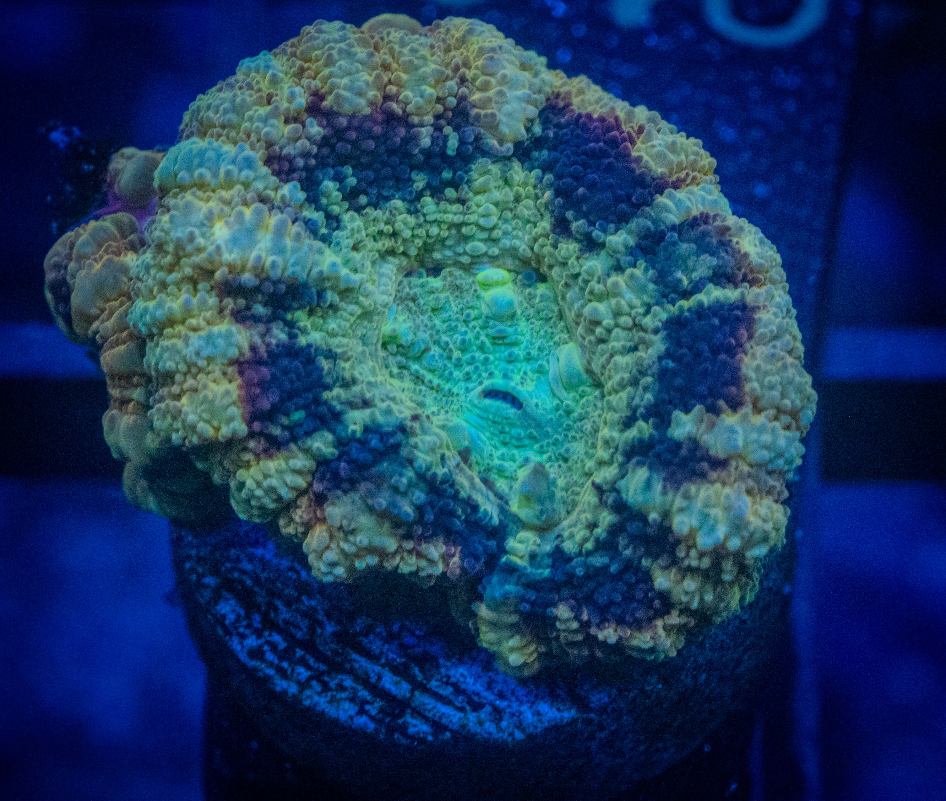 RVL Starship Button Scoly coral image from ReefRivals, listed as Homophyllia sp. and LPS Fleshy
