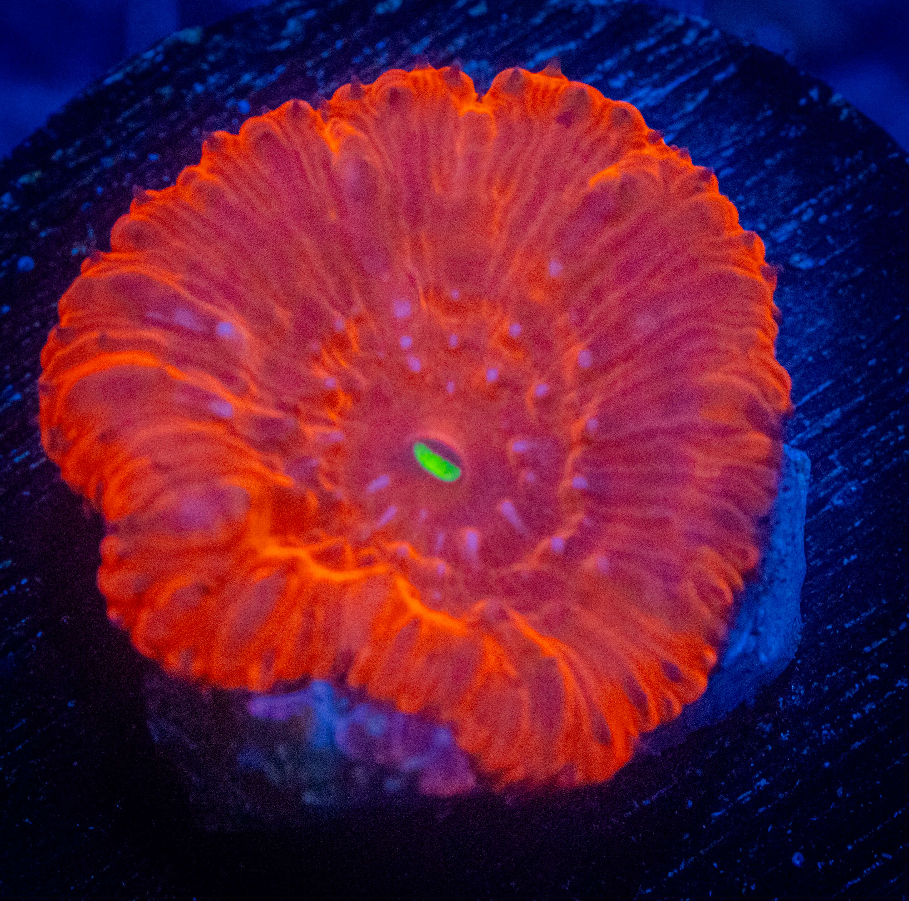 RVL Superman Blasto coral image from ReefRivals, listed as Blastomussa sp. and LPS Fleshy