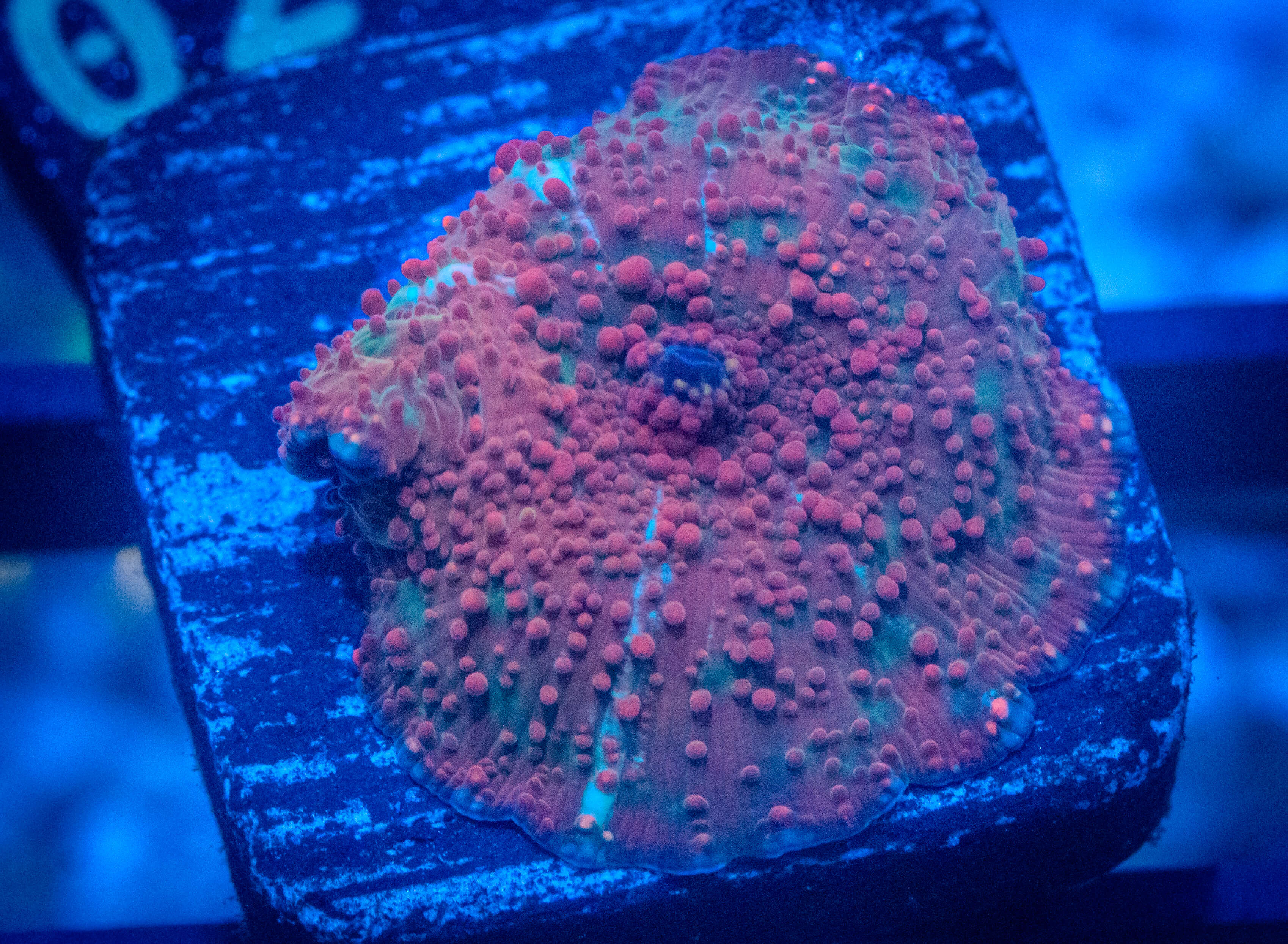 RVL Panic at the Disco Mushroom coral image from ReefRivals, listed as Discosoma spp. and Mushrooms
