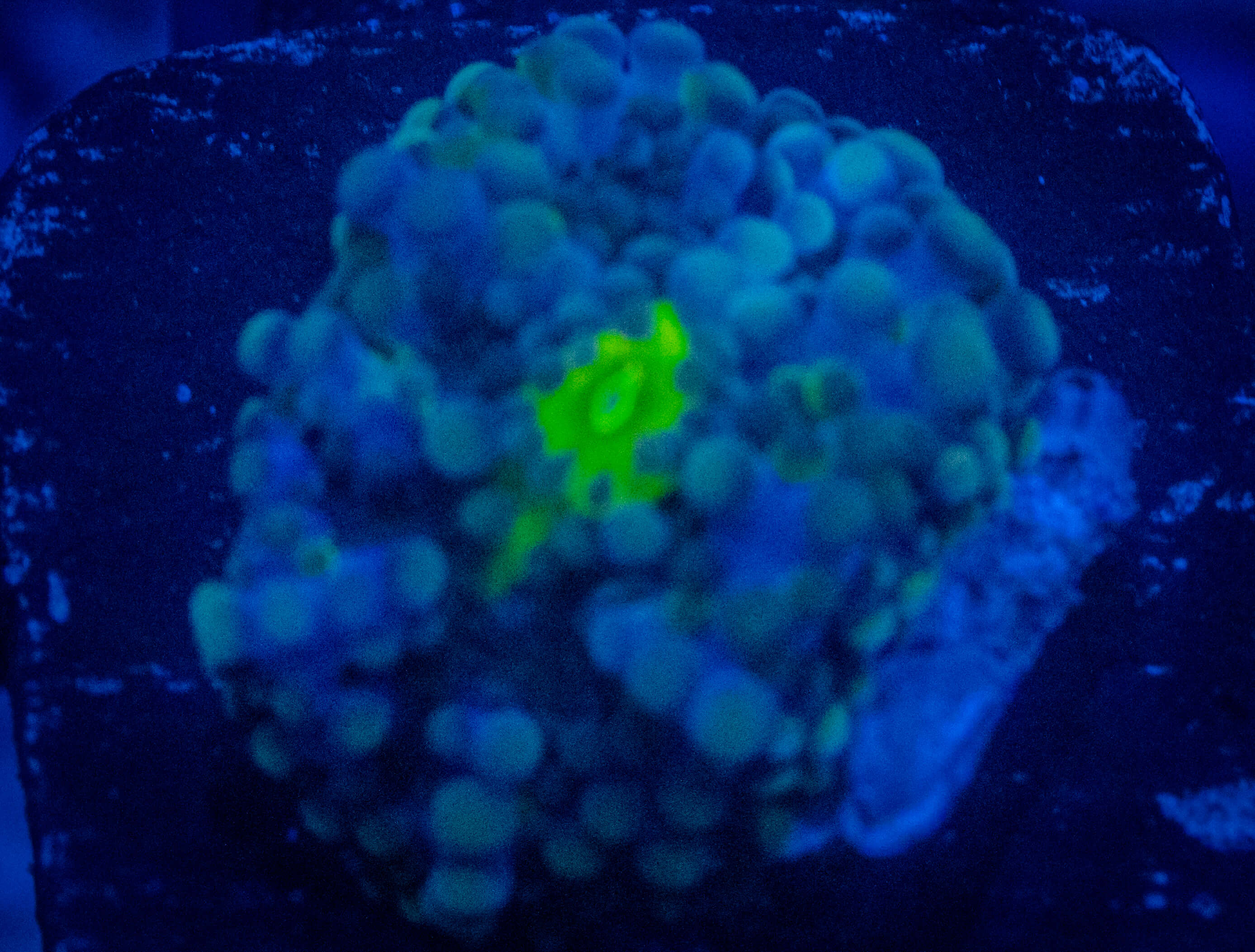 ACA Blueberry Yuma coral image from ReefRivals, listed as Ricordea yuma and Mushrooms