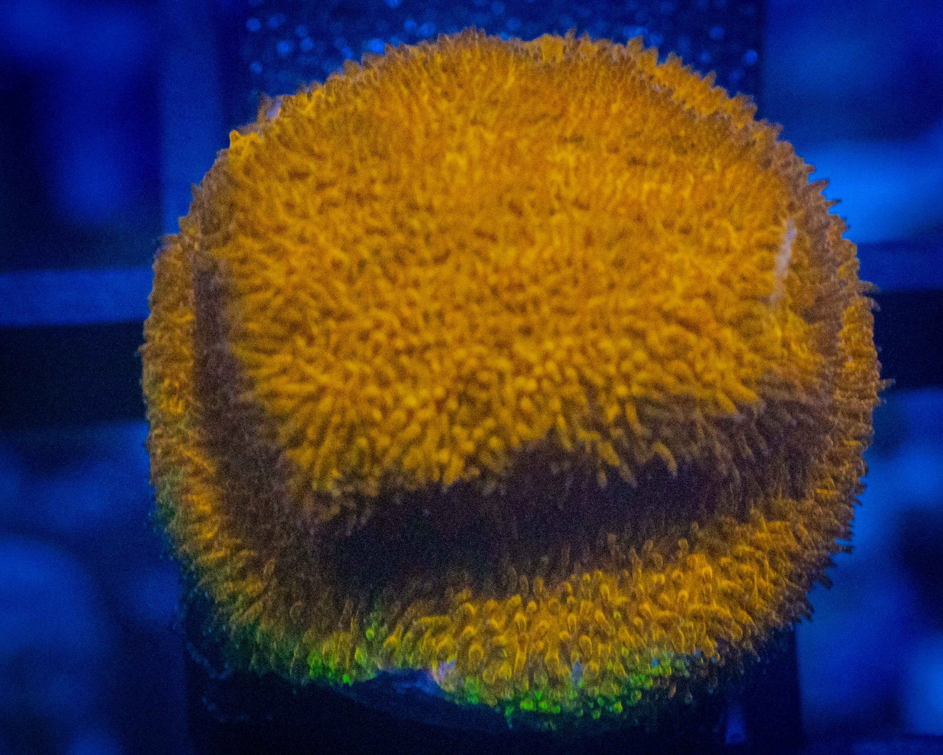 CE Watermelon Psammo coral image from ReefRivals, listed as Psammocora sp. and Encrusting