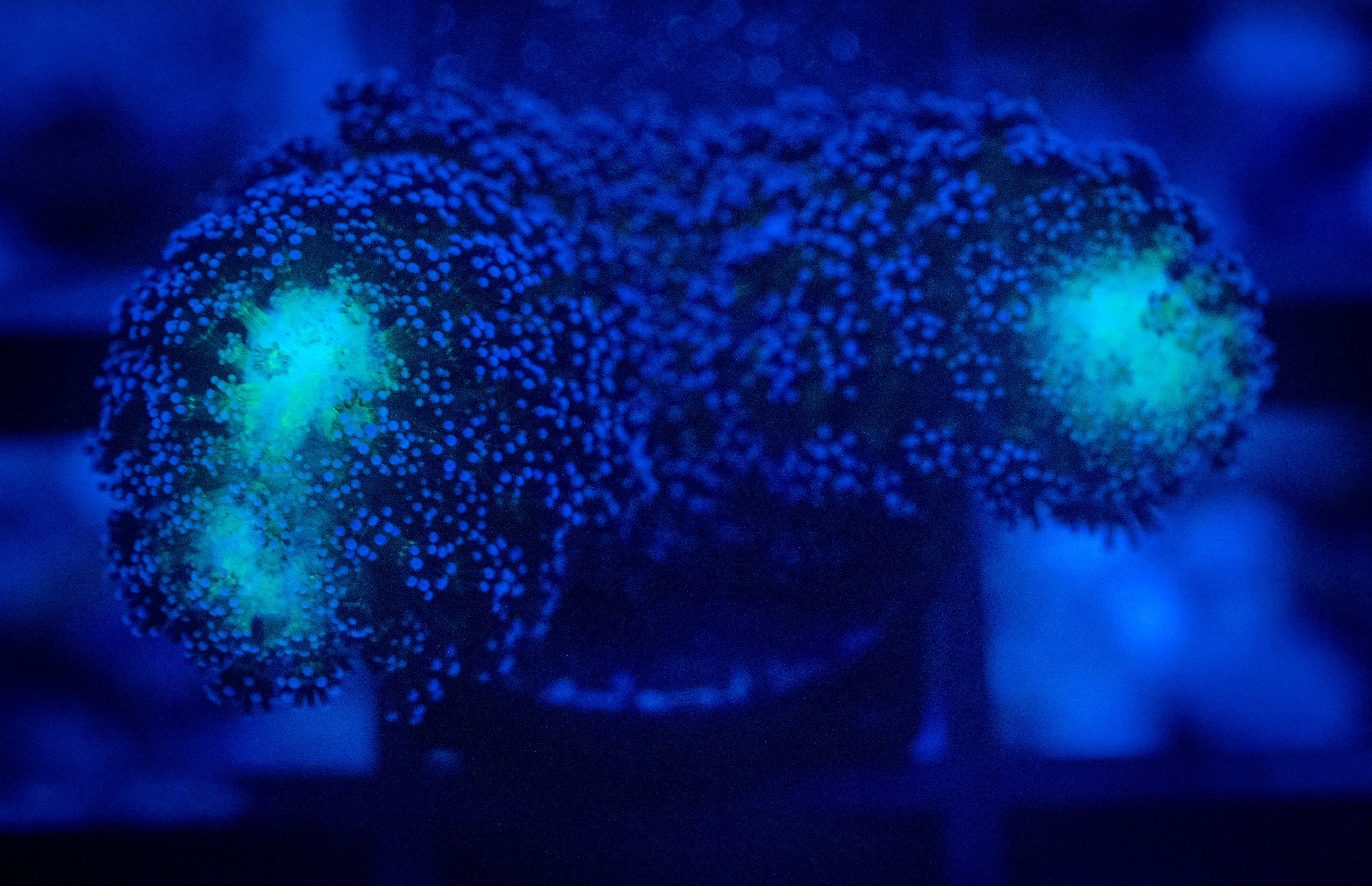 RVL Twin Stylo coral image from ReefRivals, listed as Stylocoeniella spp. and Soft Coral