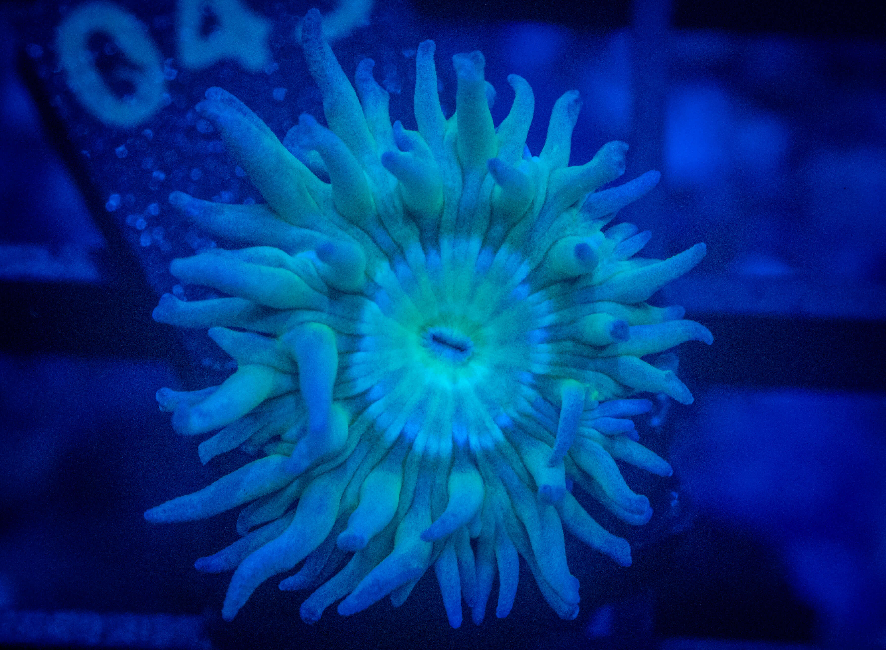 RVL Branching Duncan (Aussie) coral image from ReefRivals, listed as Duncanopsammia axifuga and Duncans