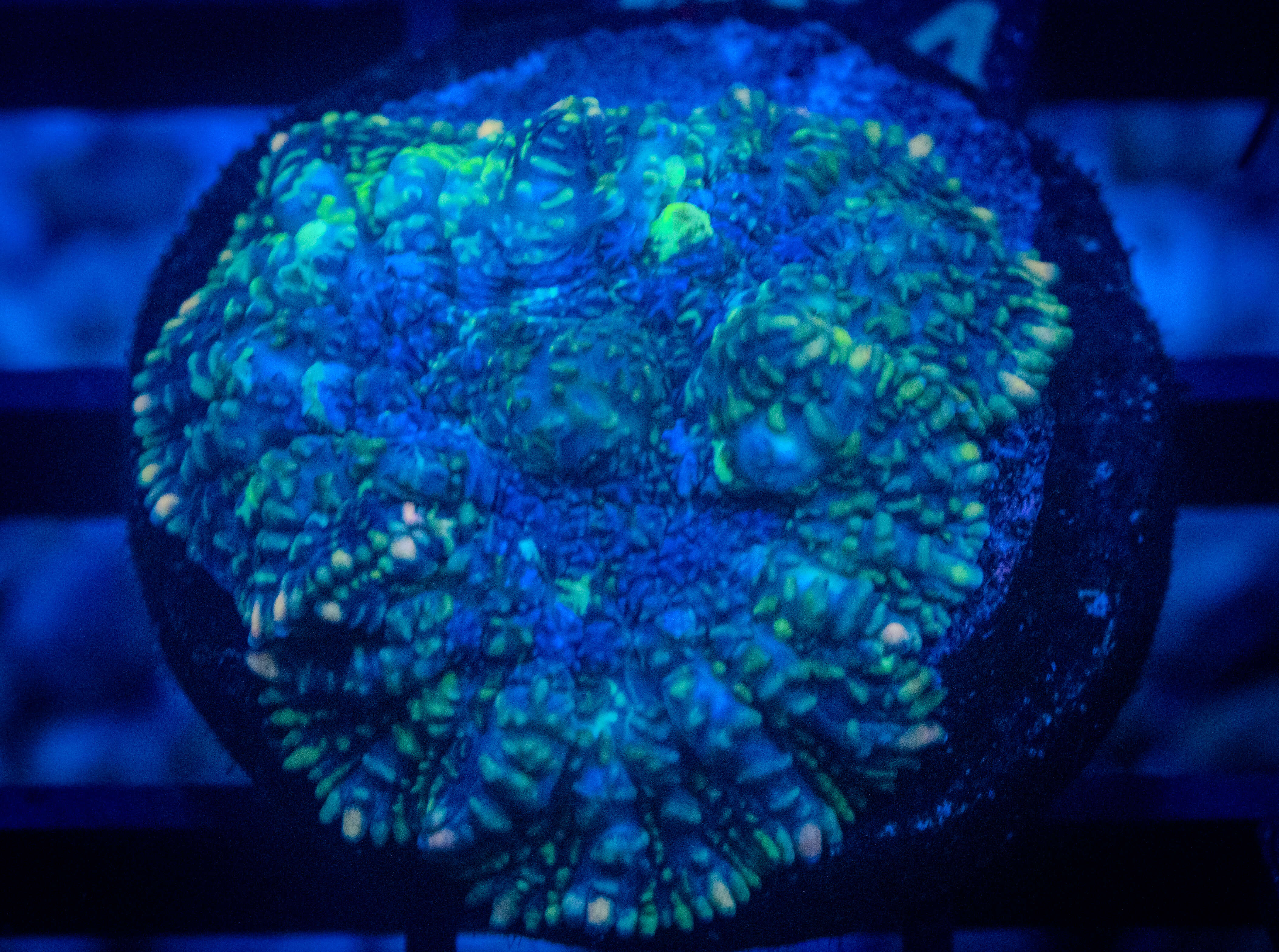 RVL Green Splatter Mushroom coral image from ReefRivals, listed as Rhodactis spp. and Mushrooms
