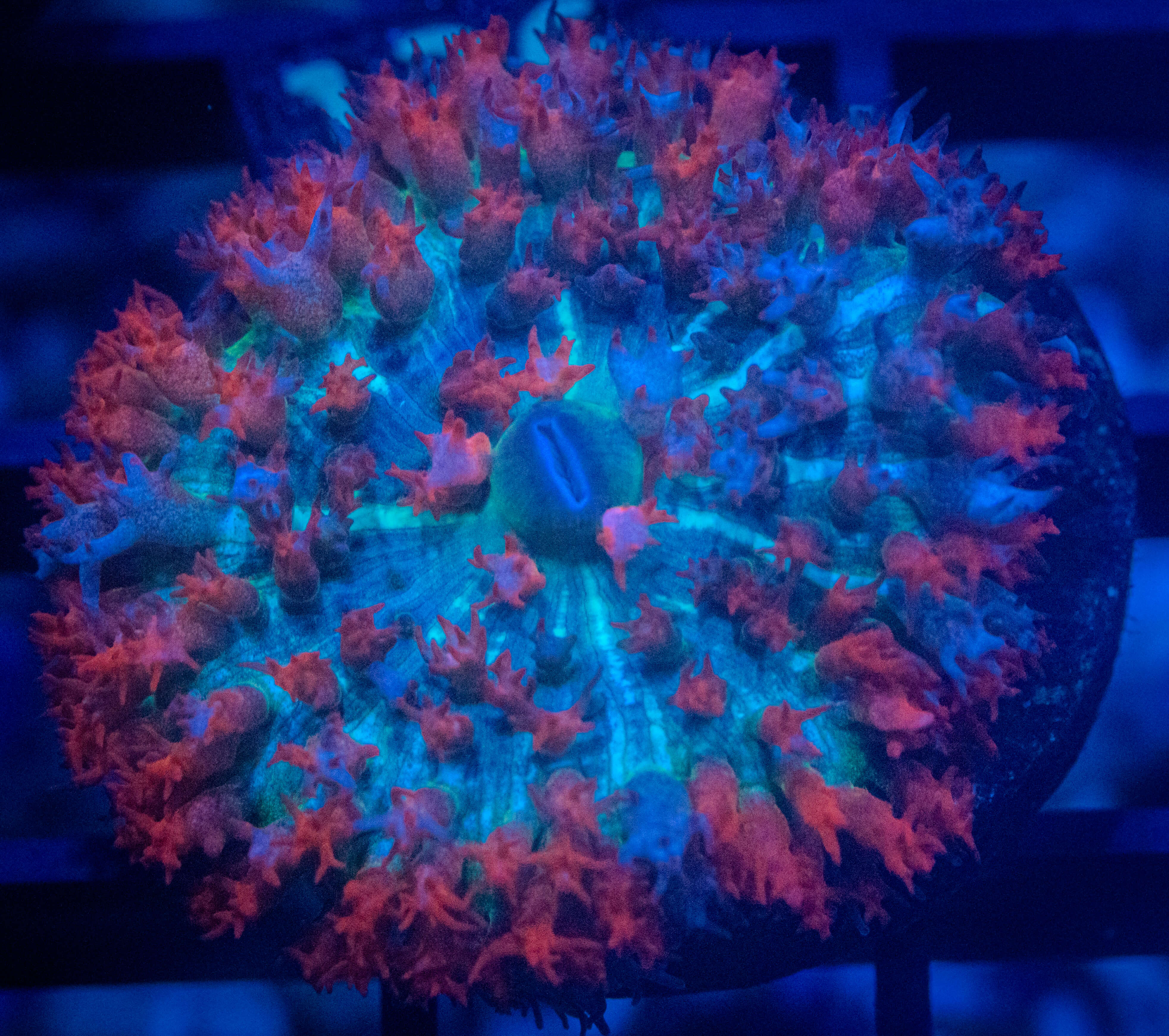 RVL St. Thomas Mushroom coral image from ReefRivals, listed as Rhodactis spp. and Mushrooms