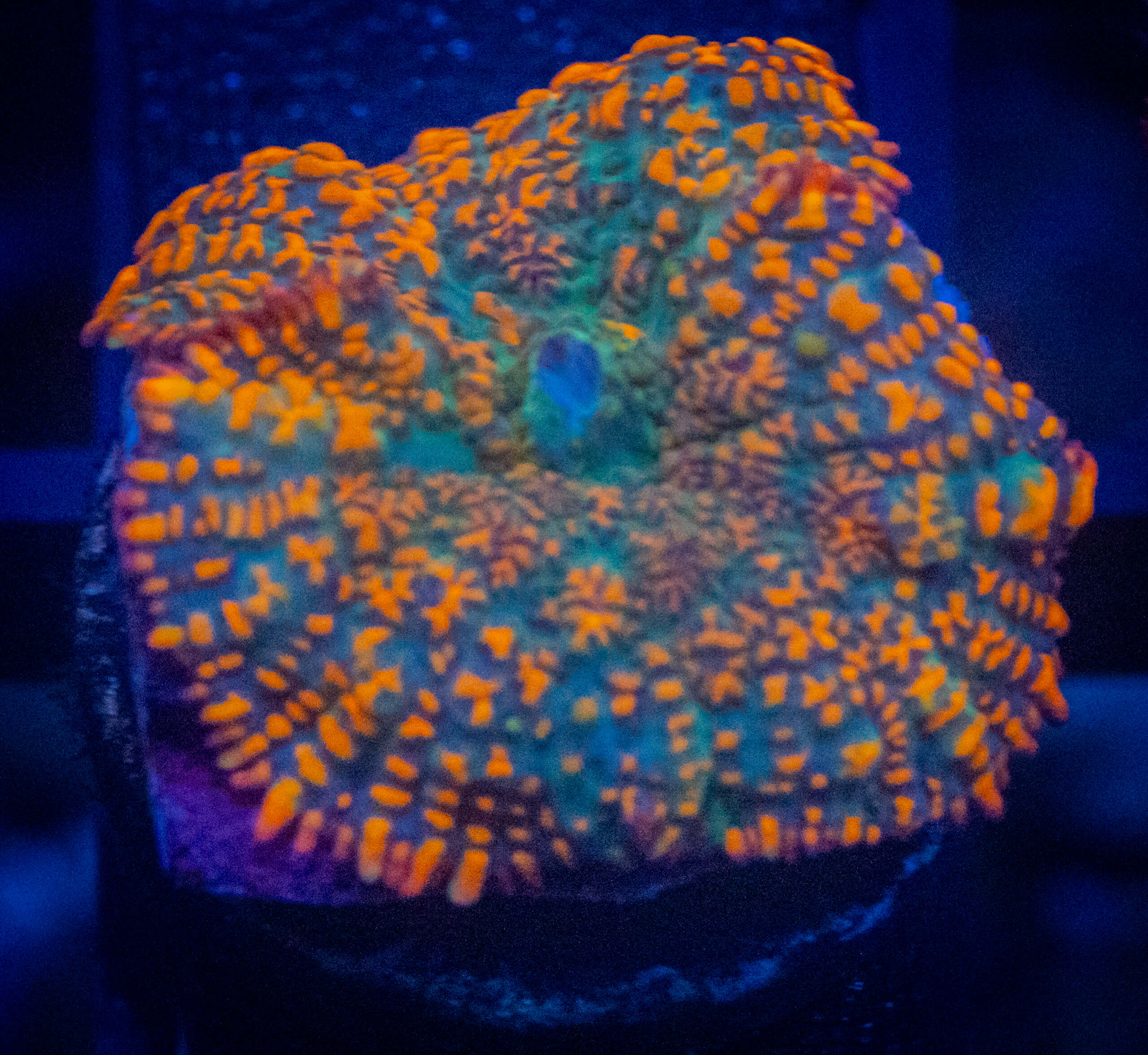 QCC Aquaman Mushroom coral image from ReefRivals, listed as Rhodactis spp. and Mushrooms