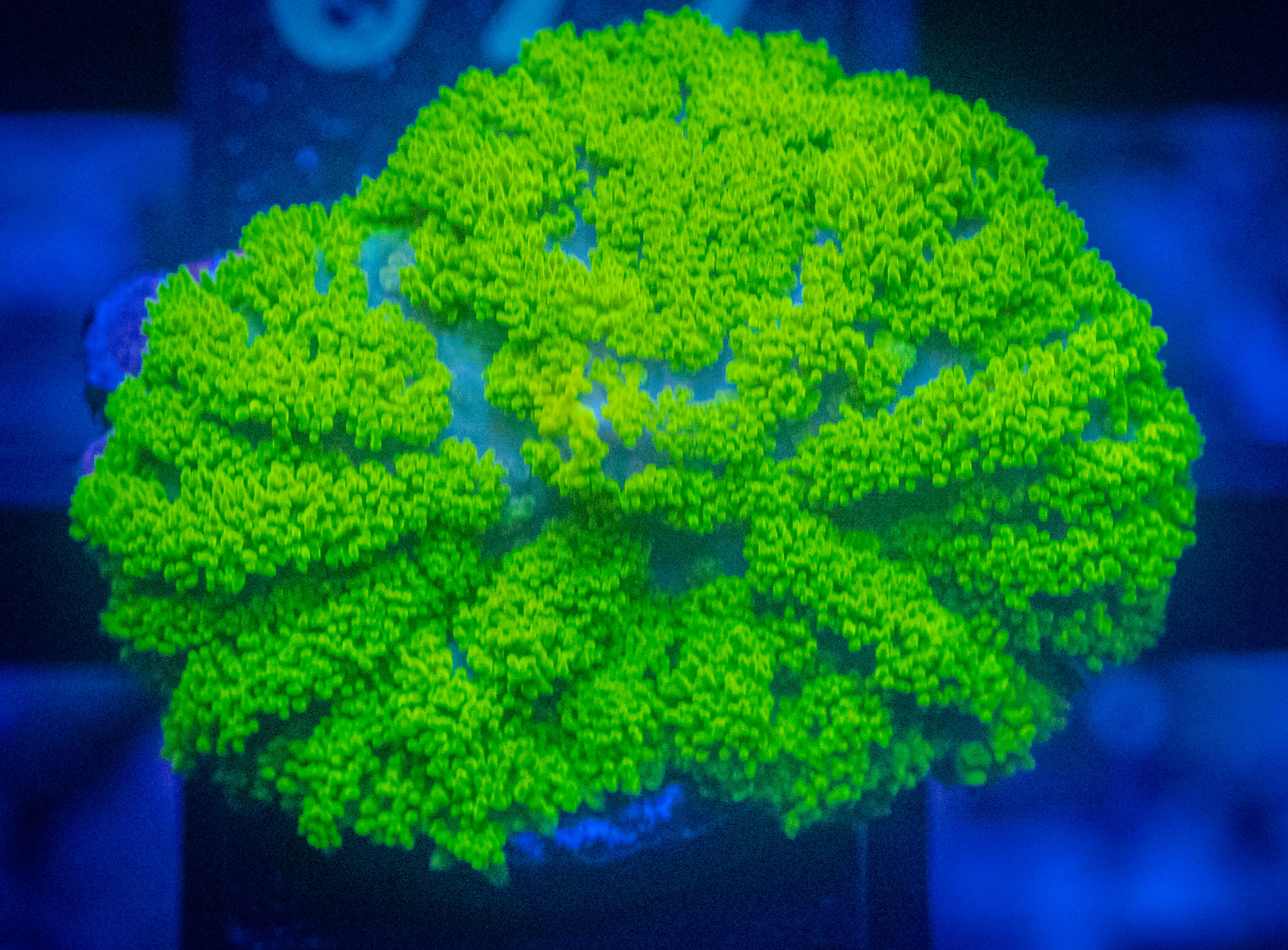 TSA Swamp Thing Mushroom WYSIWYG coral image | ReefRivals TSA Swamp Thing Mushroom coral image from ReefRivals, listed as Rhodactis spp. and Mushrooms