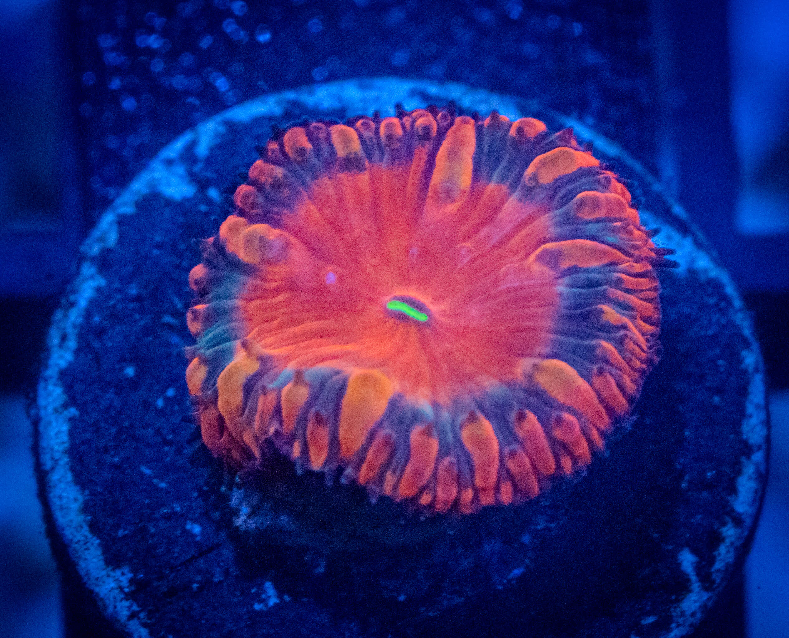 TG Black Widow Blasto coral image from ReefRivals, listed as Blastomussa sp. and LPS Fleshy