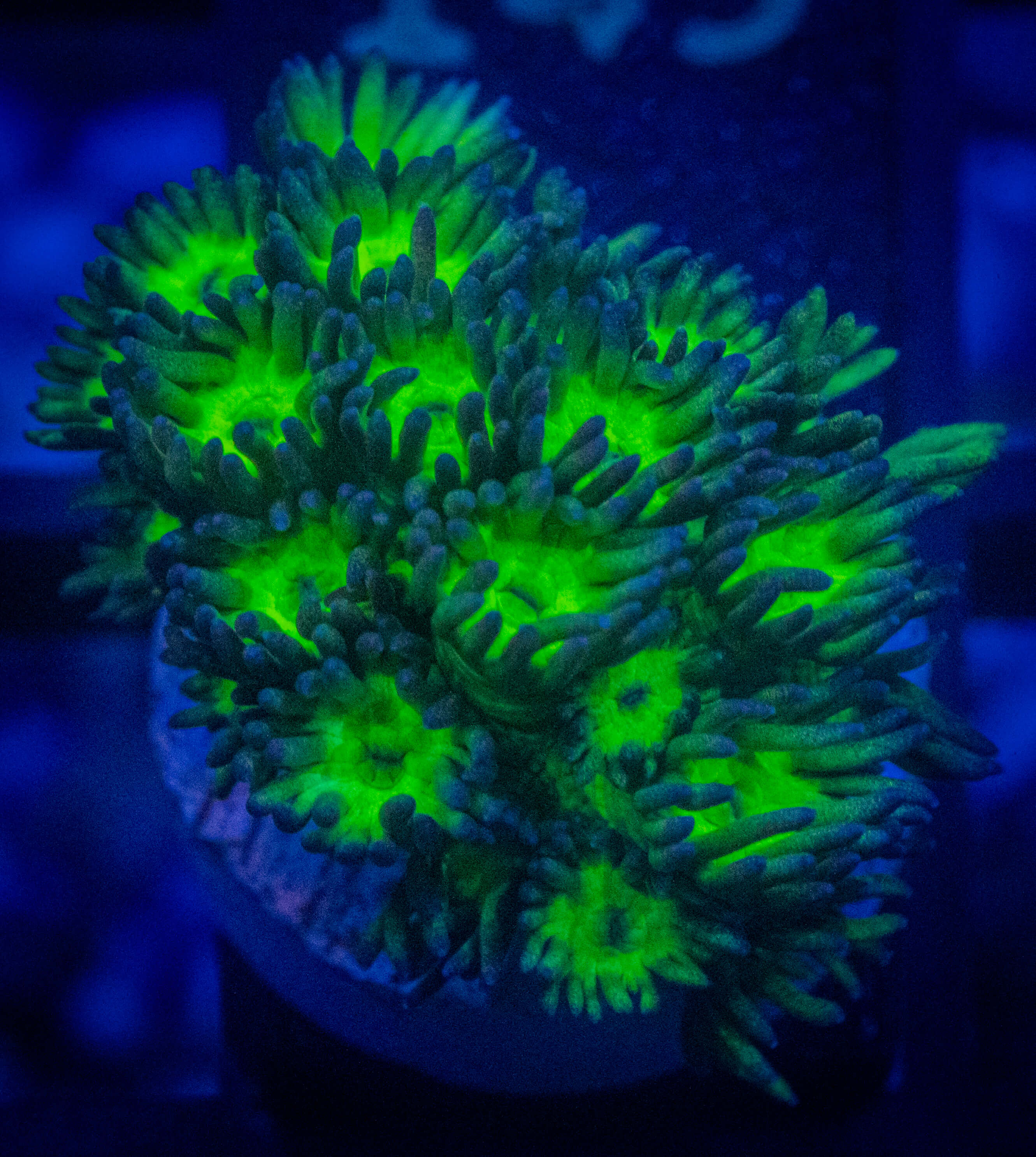 WWC Swamp Creature Goni coral image from ReefRivals, listed as Goniopora sp. and Gonis