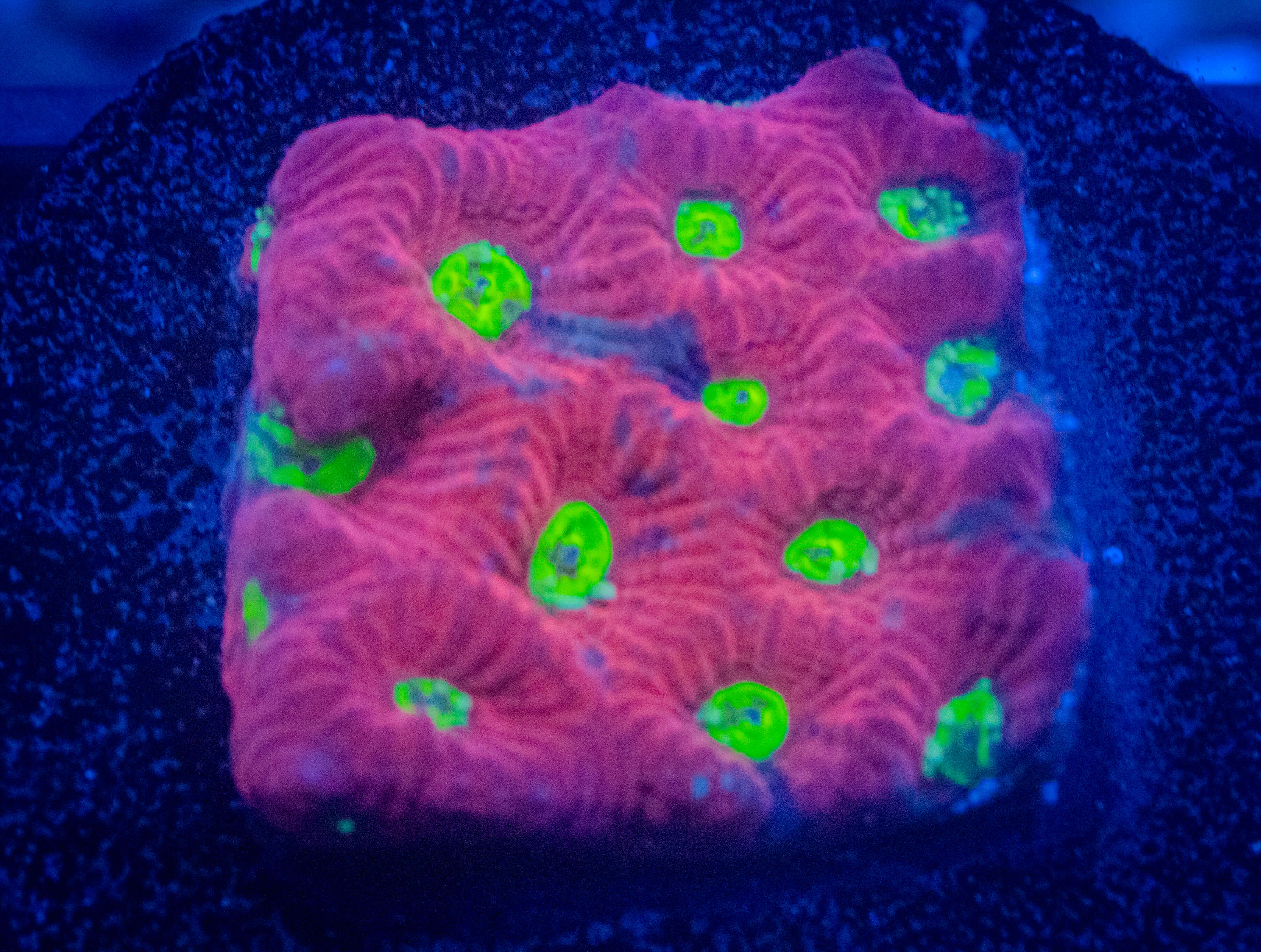 RVL Green Eyed Girl Favia coral image from ReefRivals, listed as Favia sp. and Favias