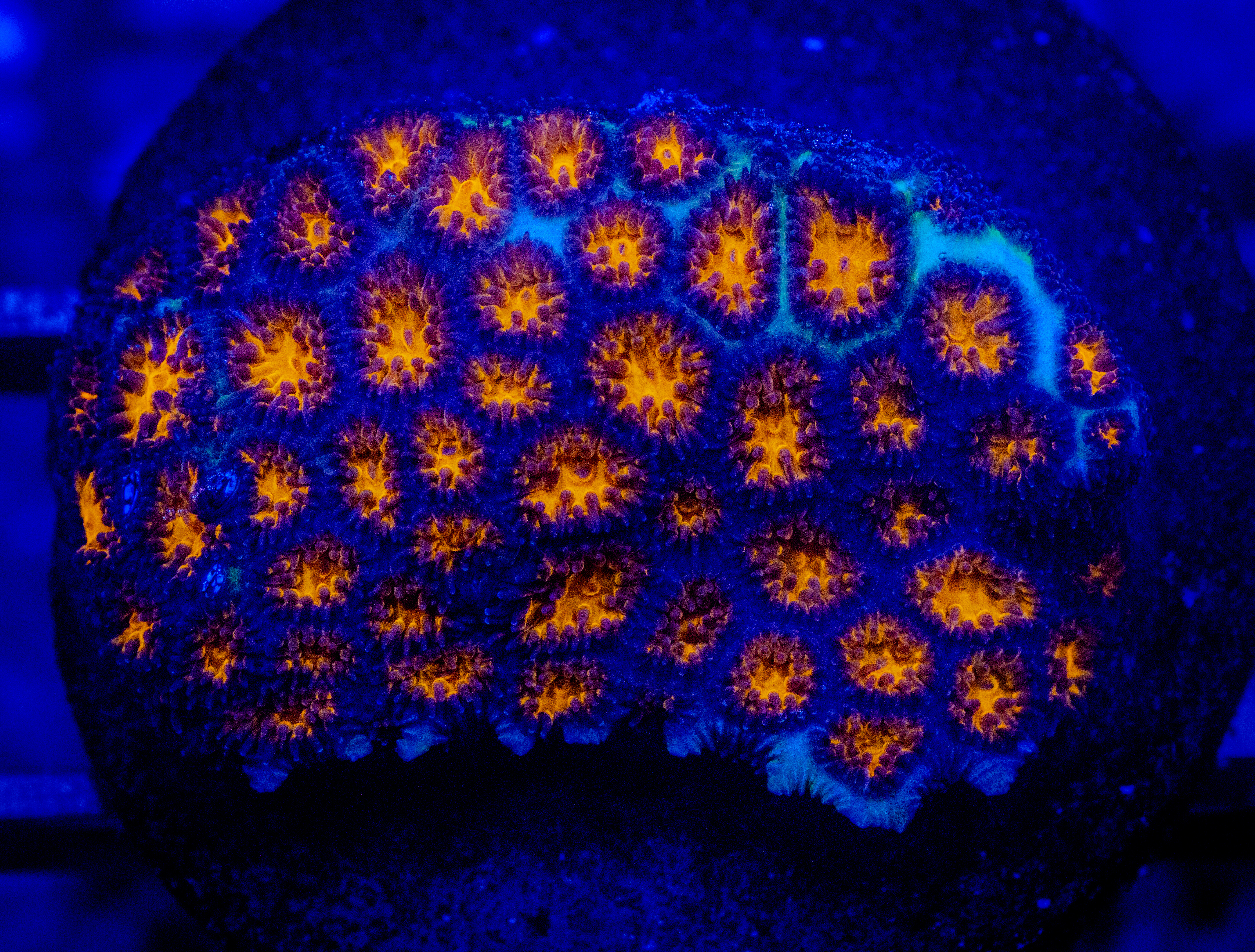 RVL Superman Lepto coral image from ReefRivals, listed as Leptastrea sp. and Encrusting