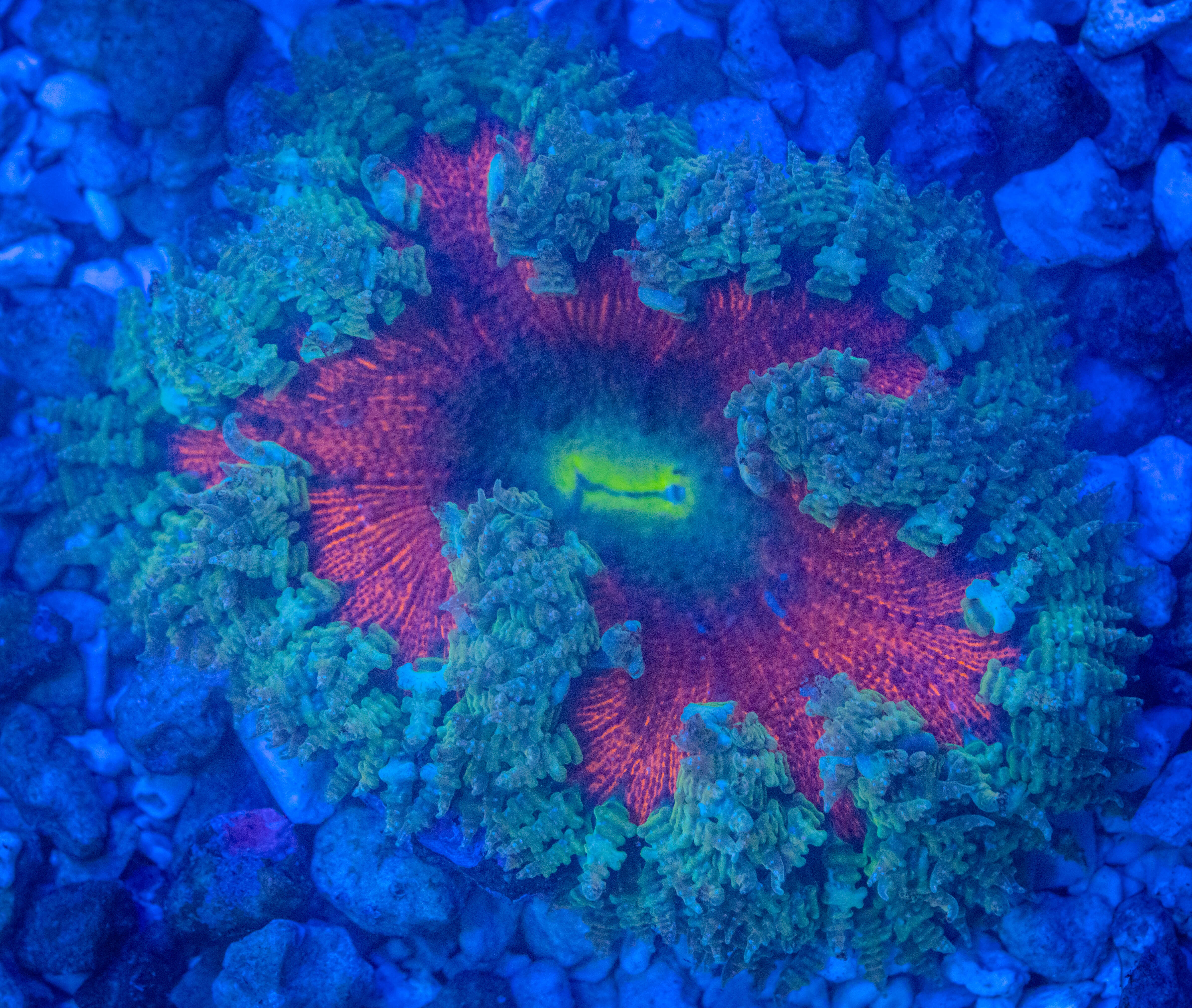 RVL Molten Core Rock Flower WYSIWYG coral image | ReefRivals RVL Molten Core Rock Flower coral image from ReefRivals, listed as Actiniaria sp. and Soft Coral