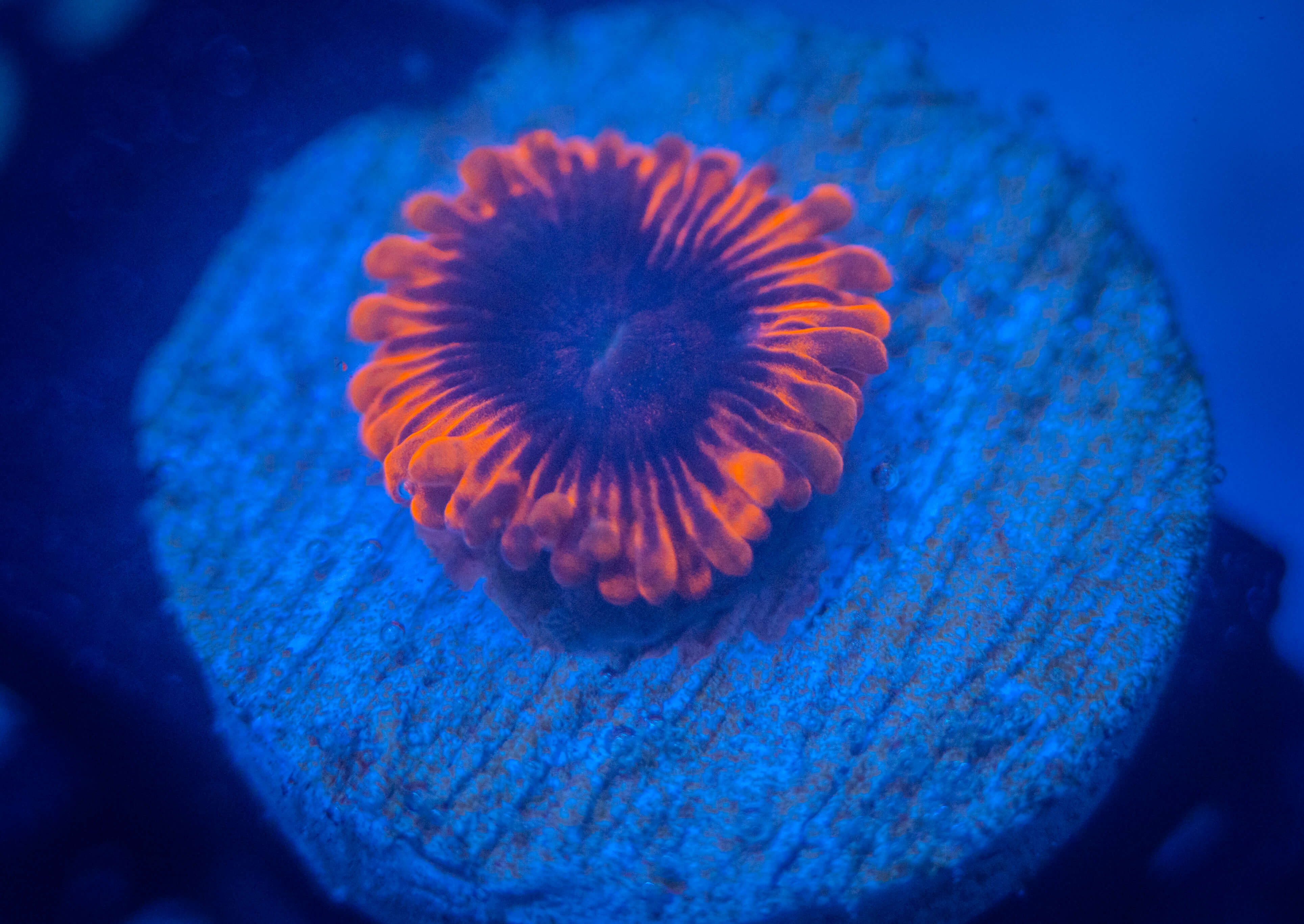 OC Lunar Eclipse Zoa WYSIWYG coral image | ReefRivals OC Lunar Eclipse Zoa coral image from ReefRivals, listed as Zoanthus sp. and Zoas