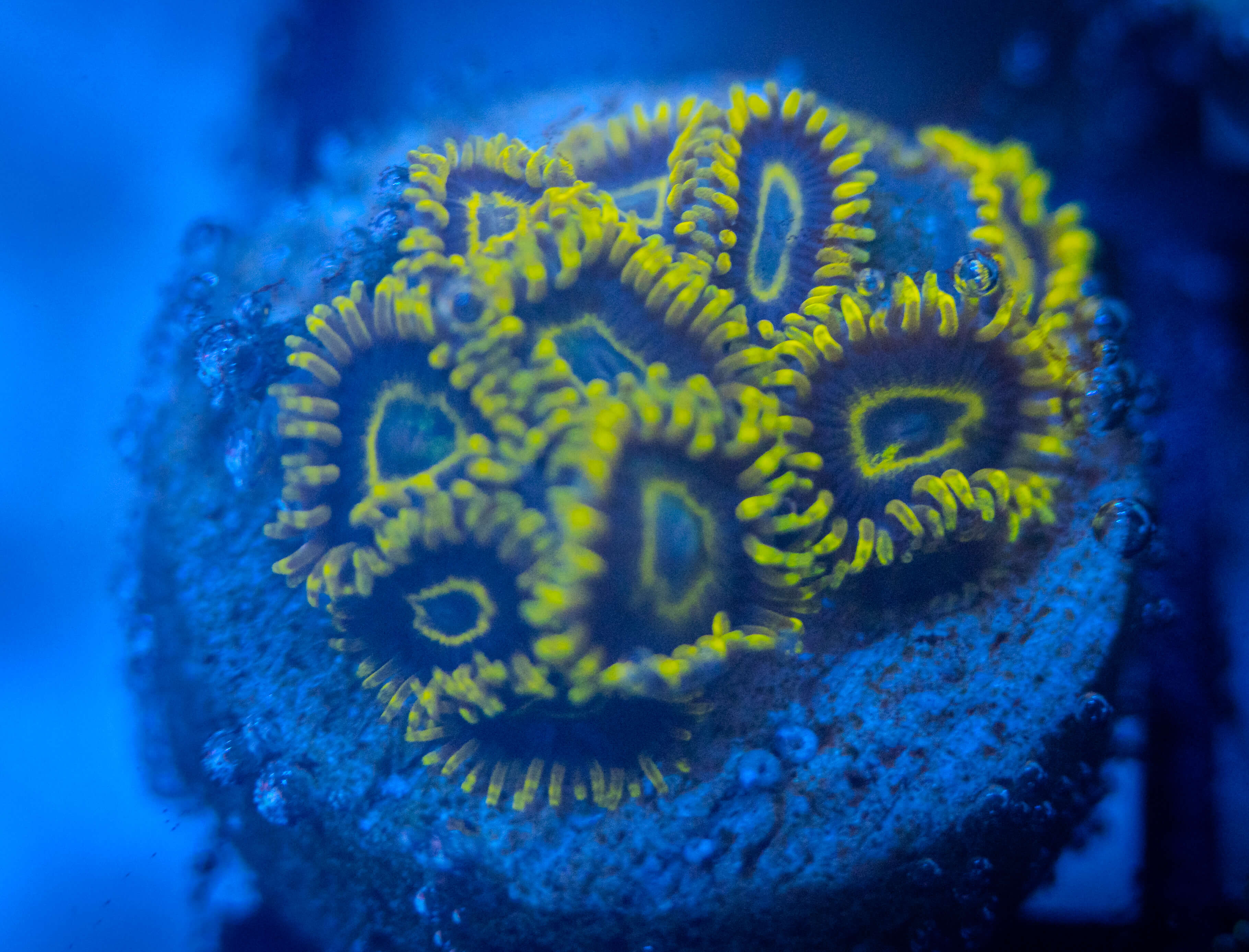 WWC LA Laker Zoanthids coral image from ReefRivals, listed as Zoanthus sp. and Zoas