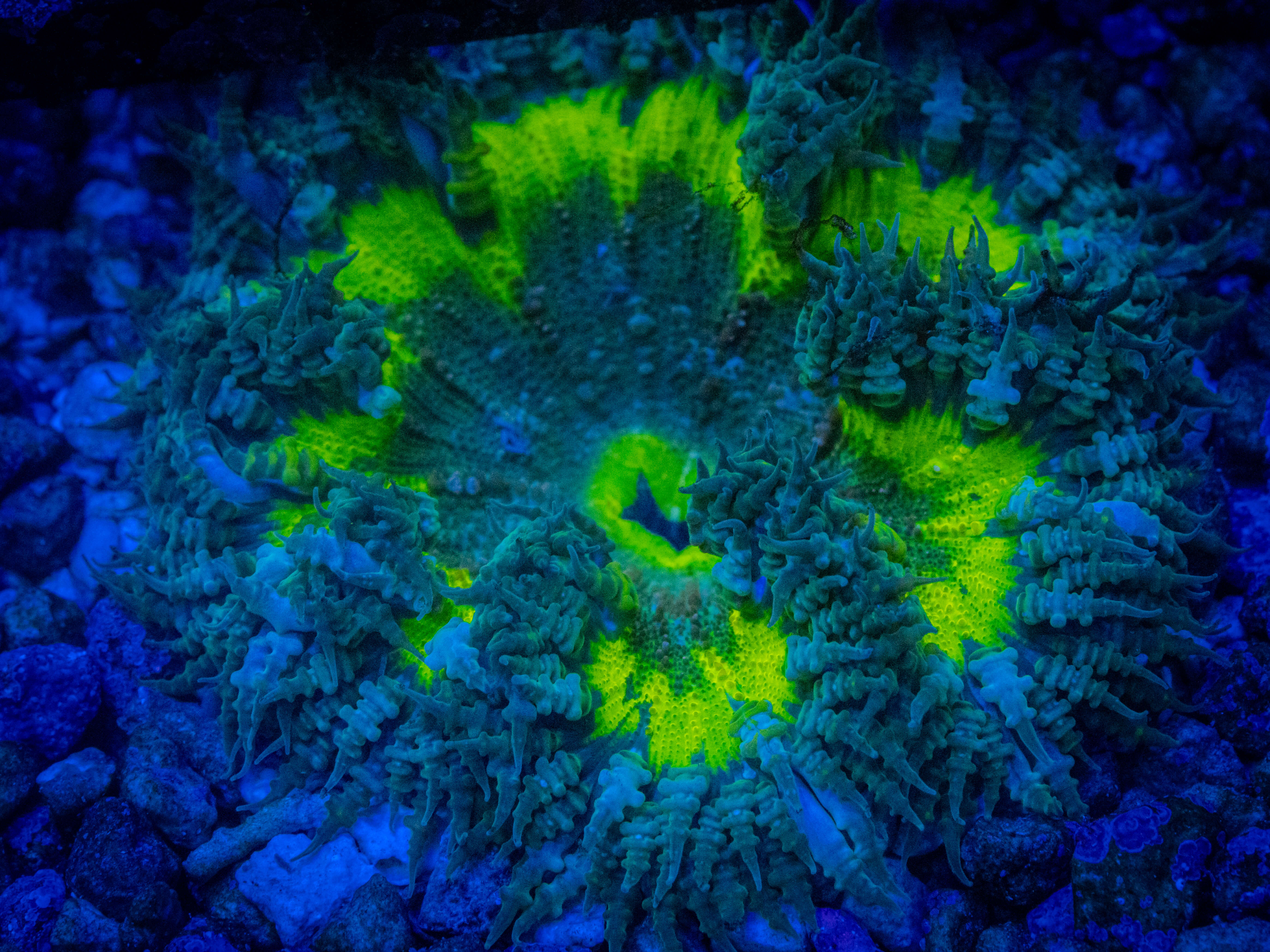 RVL Celtic Rock Flower WYSIWYG coral image | ReefRivals RVL Celtic Rock Flower coral image from ReefRivals, listed as Actiniaria sp. and Soft Coral