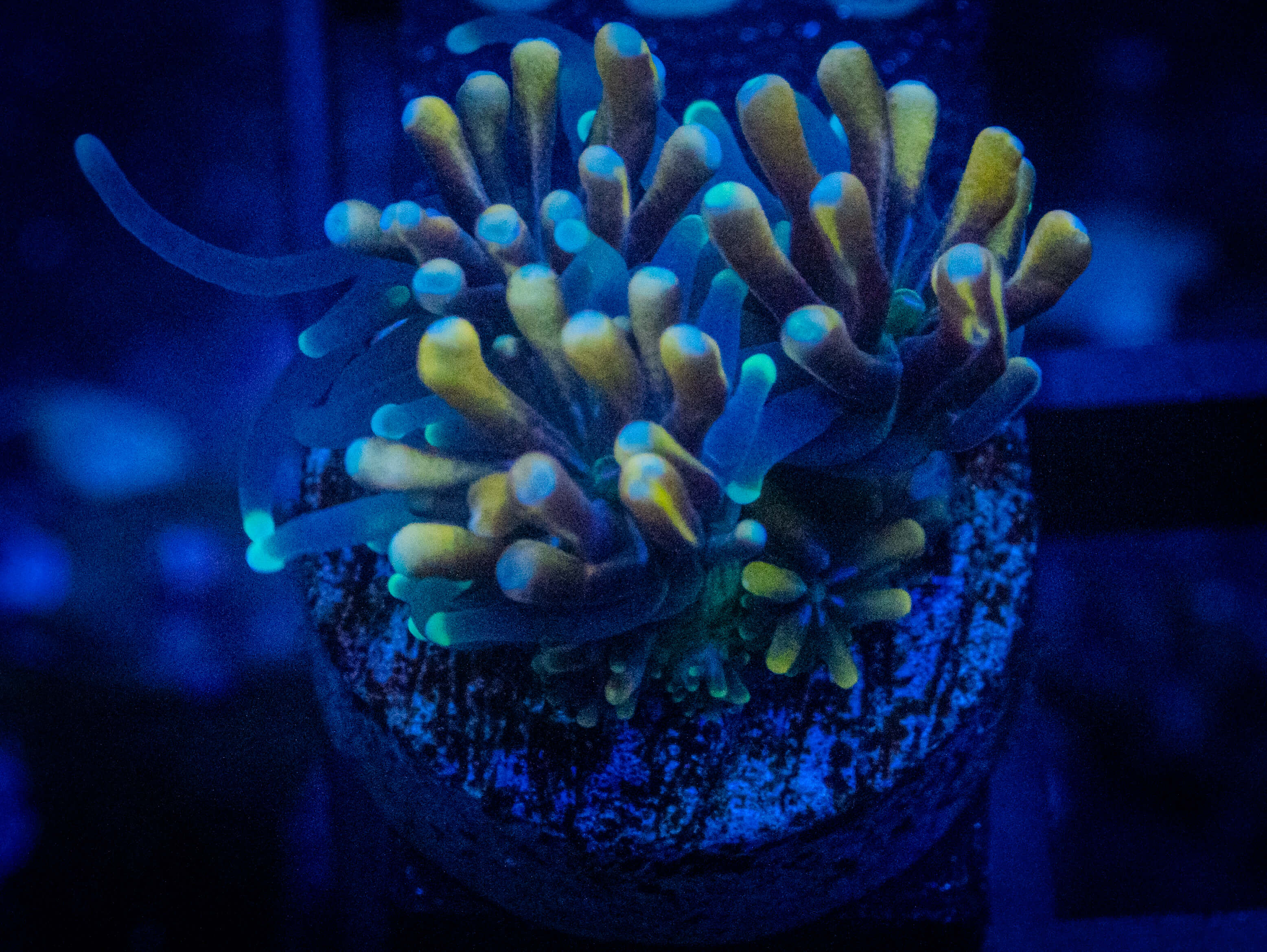 RVL Outer Galaxea WYSIWYG coral image | ReefRivals RVL Outer Galaxea coral image from ReefRivals, listed as Galaxea sp. and SPS Plating