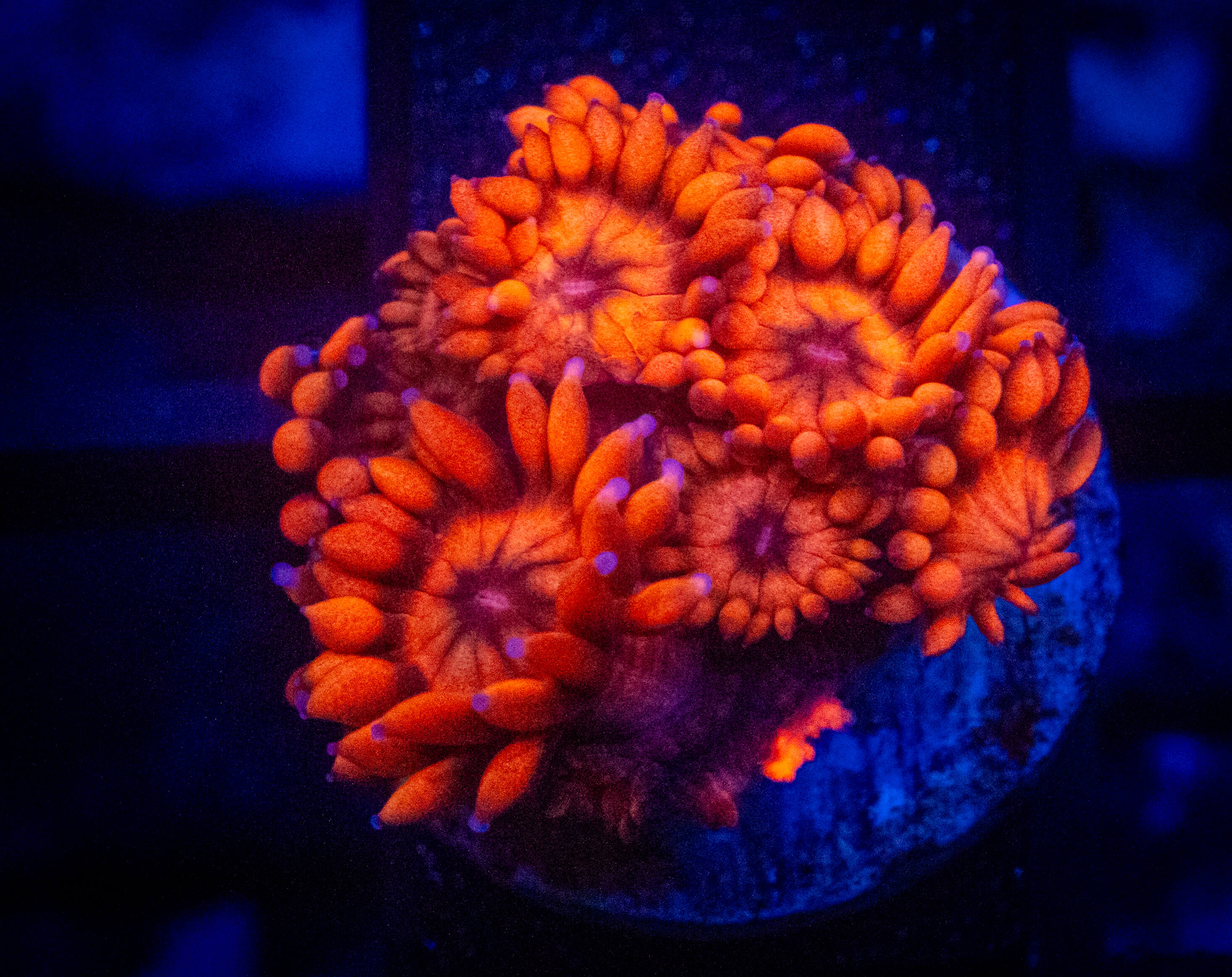 BEC Firetruck Goniopora coral image from ReefRivals, listed as Goniopora sp. and Gonis
