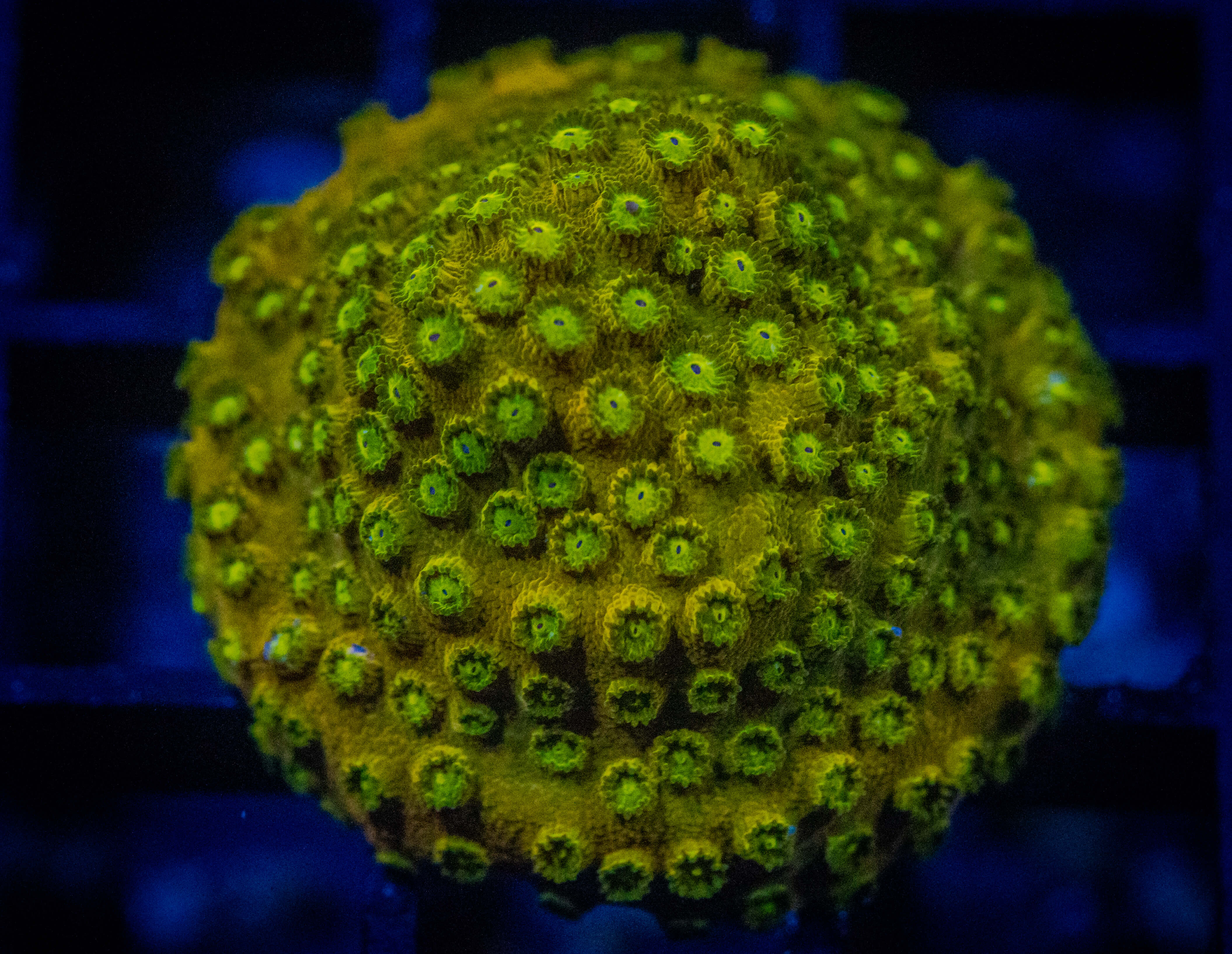 CB Vacant Cyphastrea WYSIWYG coral image | ReefRivals CB Vacant Cyphastrea coral image from ReefRivals, listed as Cyphastrea sp. and Encrusting