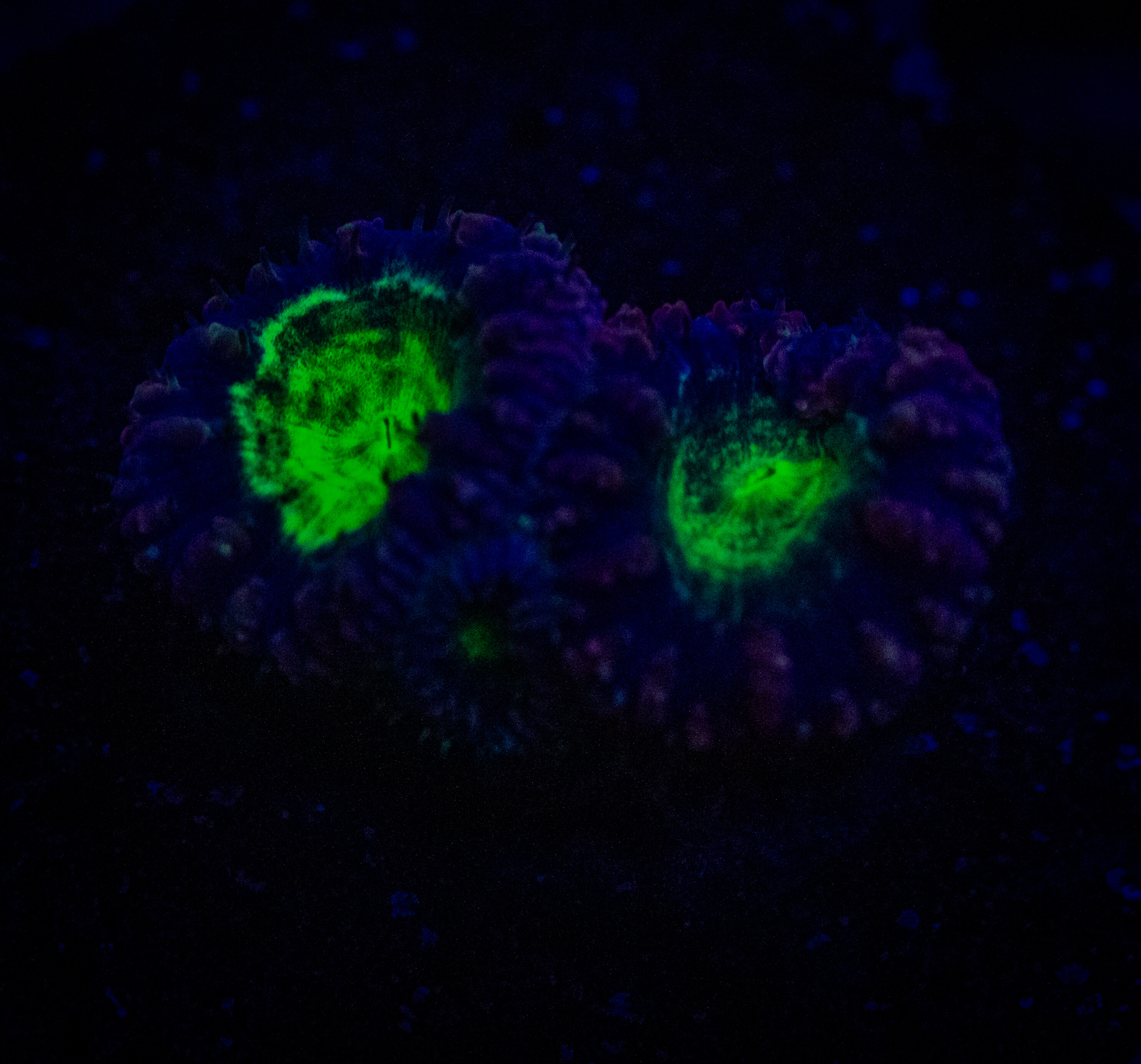 TSA Suckerberry Blastomussa coral image from ReefRivals, listed as Blastomussa sp. and LPS Fleshy