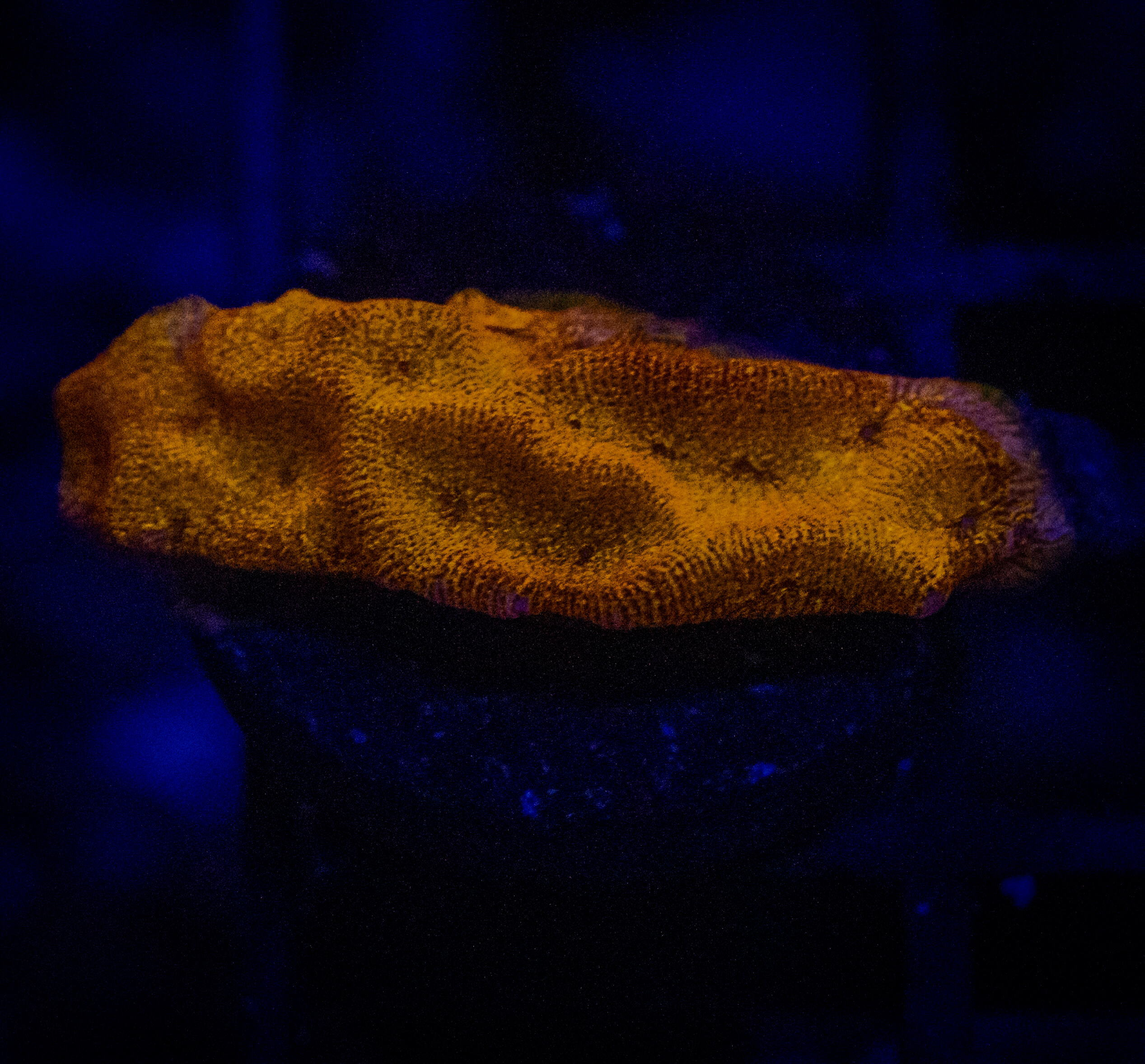 QCC 24K Orange Leptoseris WYSIWYG coral image | ReefRivals QCC 24K Orange Leptoseris coral image from ReefRivals, listed as Leptoseris sp. and Encrusting