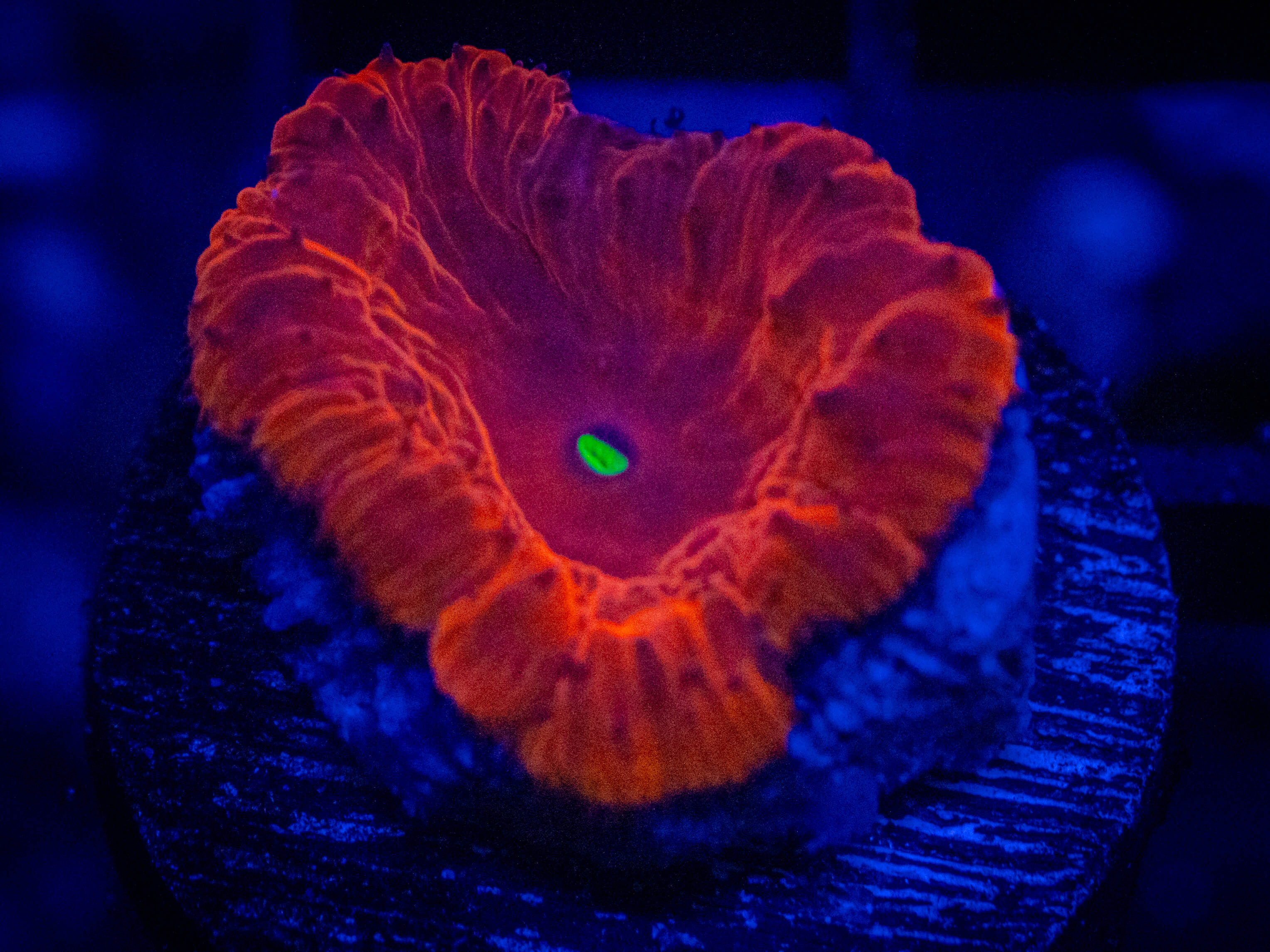 TSA Ultra Red Blastomussa coral image from ReefRivals, listed as Blastomussa sp. and LPS Fleshy