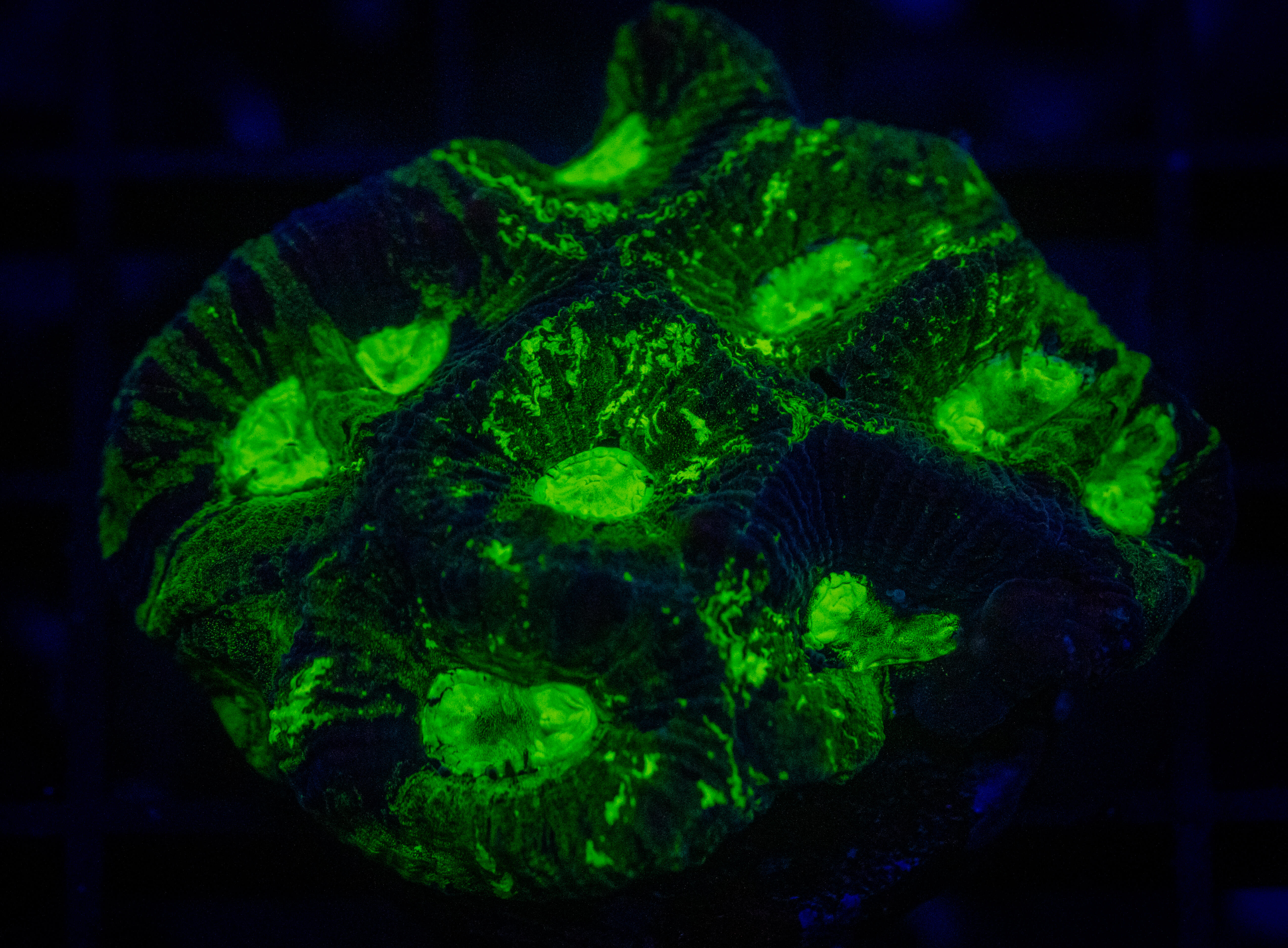 RVL Toxic Oil Spill Favia coral image from ReefRivals, listed as Favia sp. and Favias