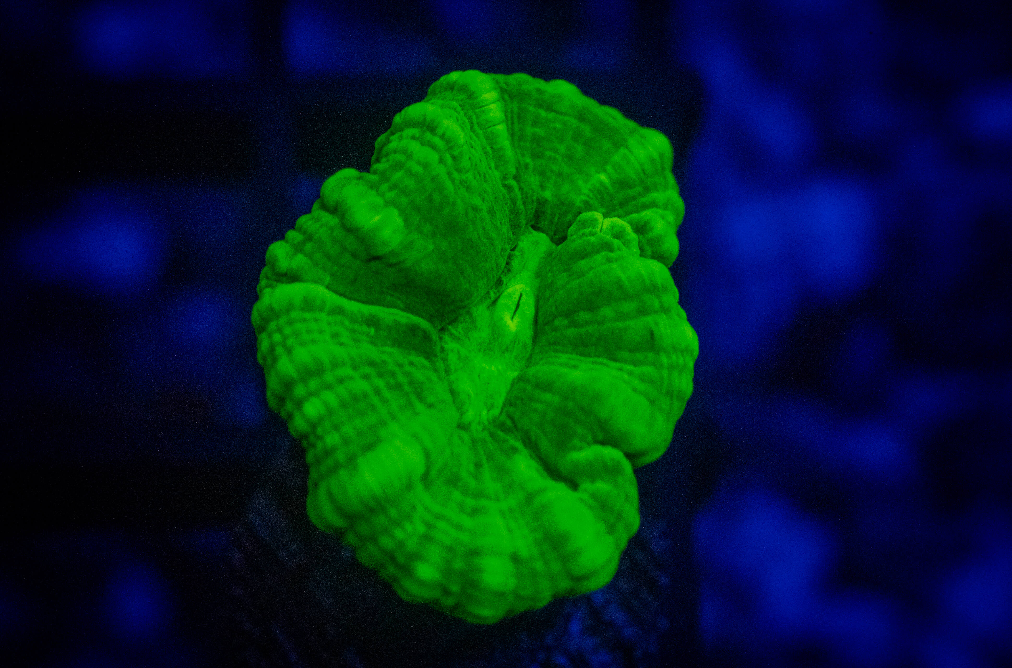 Kryptonite Candy Cane coral image from ReefRivals, listed as Caulastrea sp. and LPS Branching