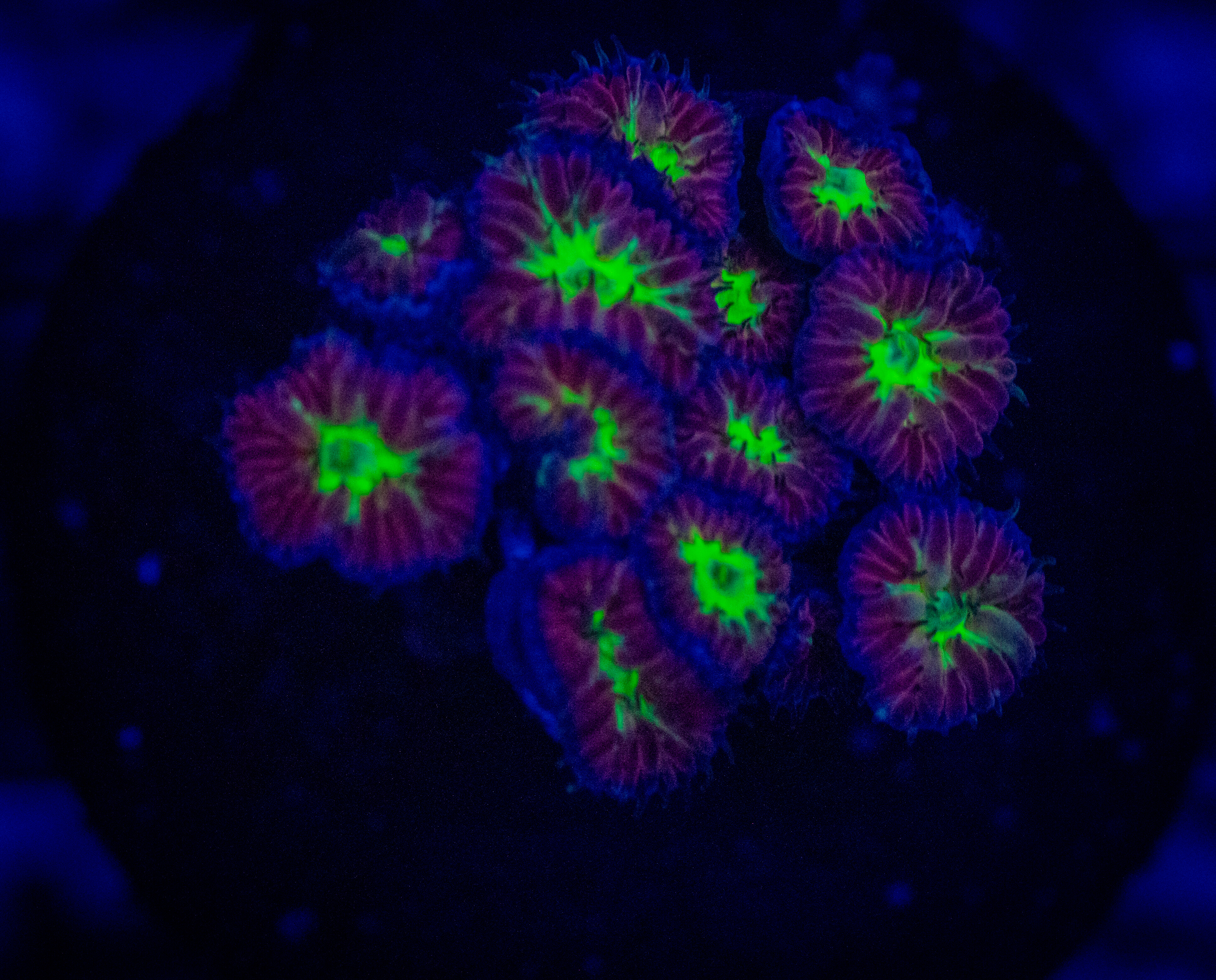 TSA Bouncing Betty Blasto coral image from ReefRivals, listed as Blastomussa sp. and LPS Fleshy